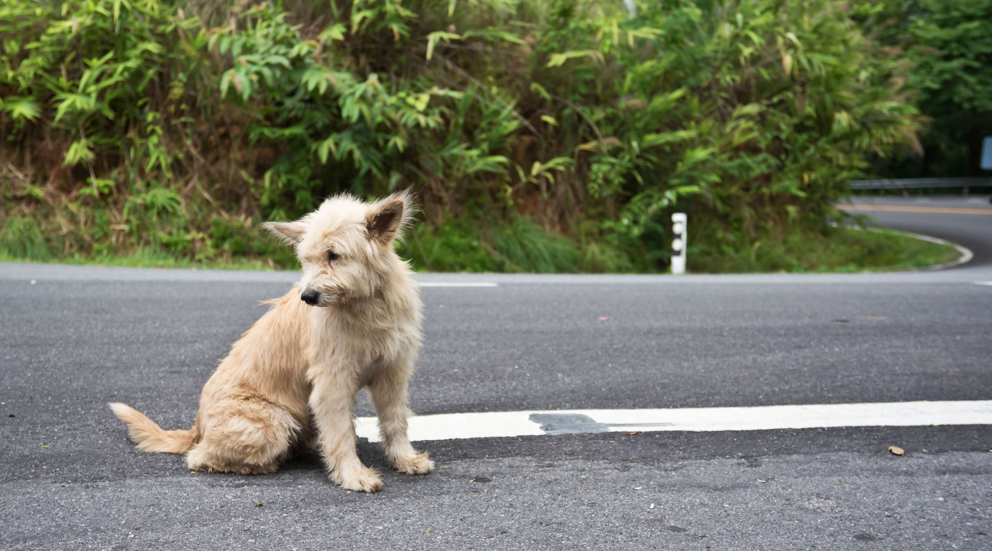 Allianz - Ein entlaufener Hund alleine auf einer Straße
