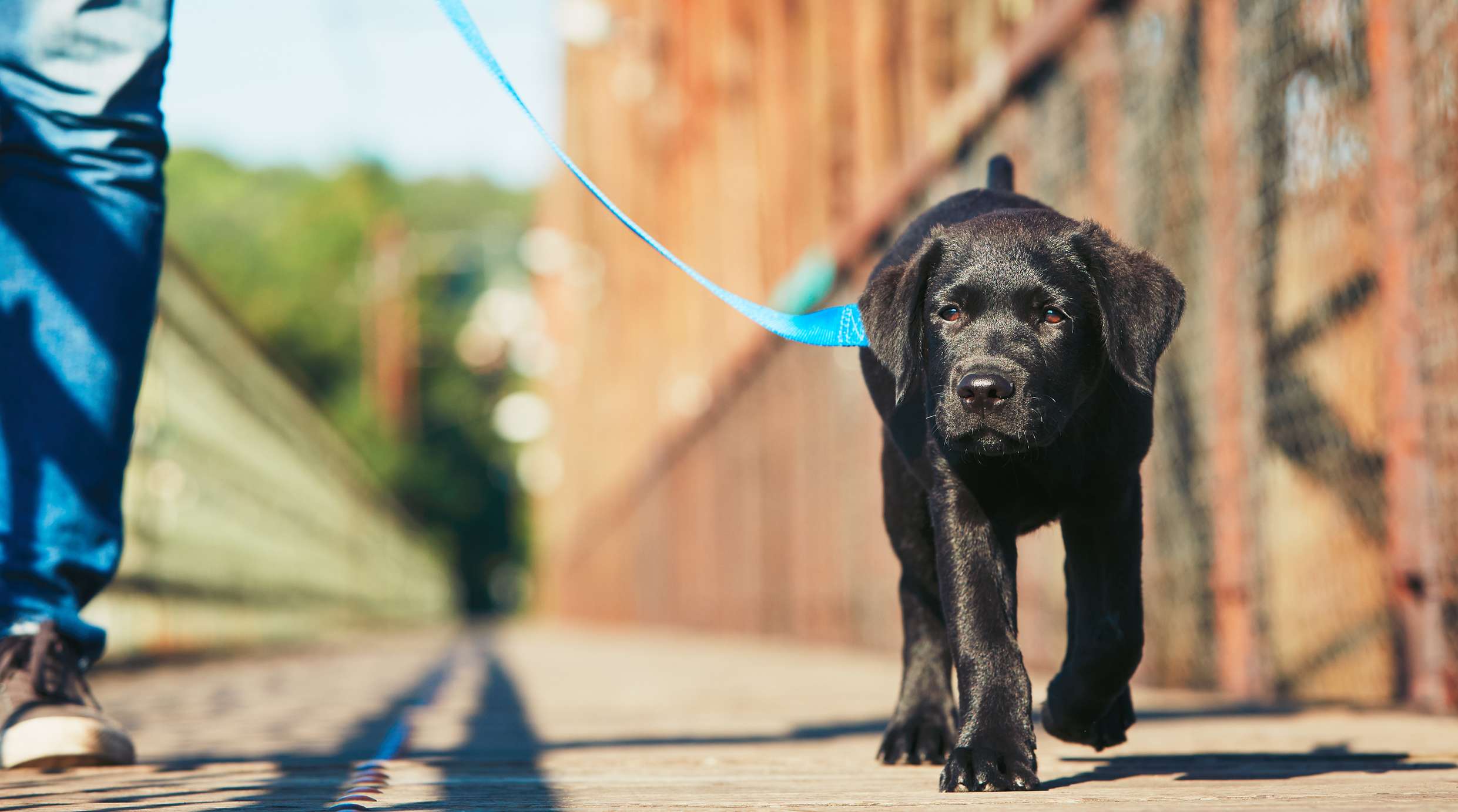 Allianz - Hundeführerschein: Hund läuft an blauer Leine auf dem Gehweg