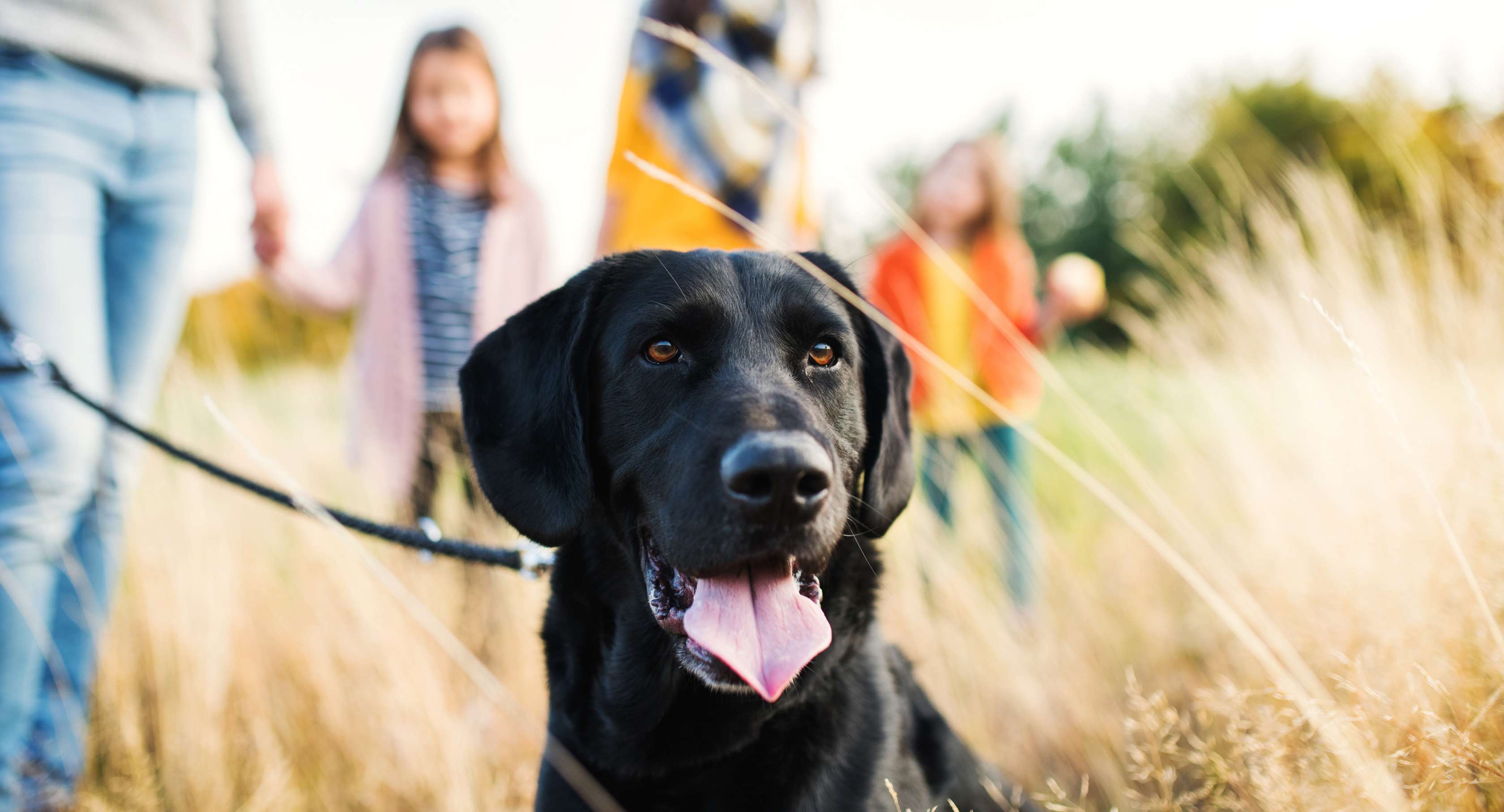 Gesundheit Hunde: Ein schwarzer Labrador sitzt auf einer Wiese