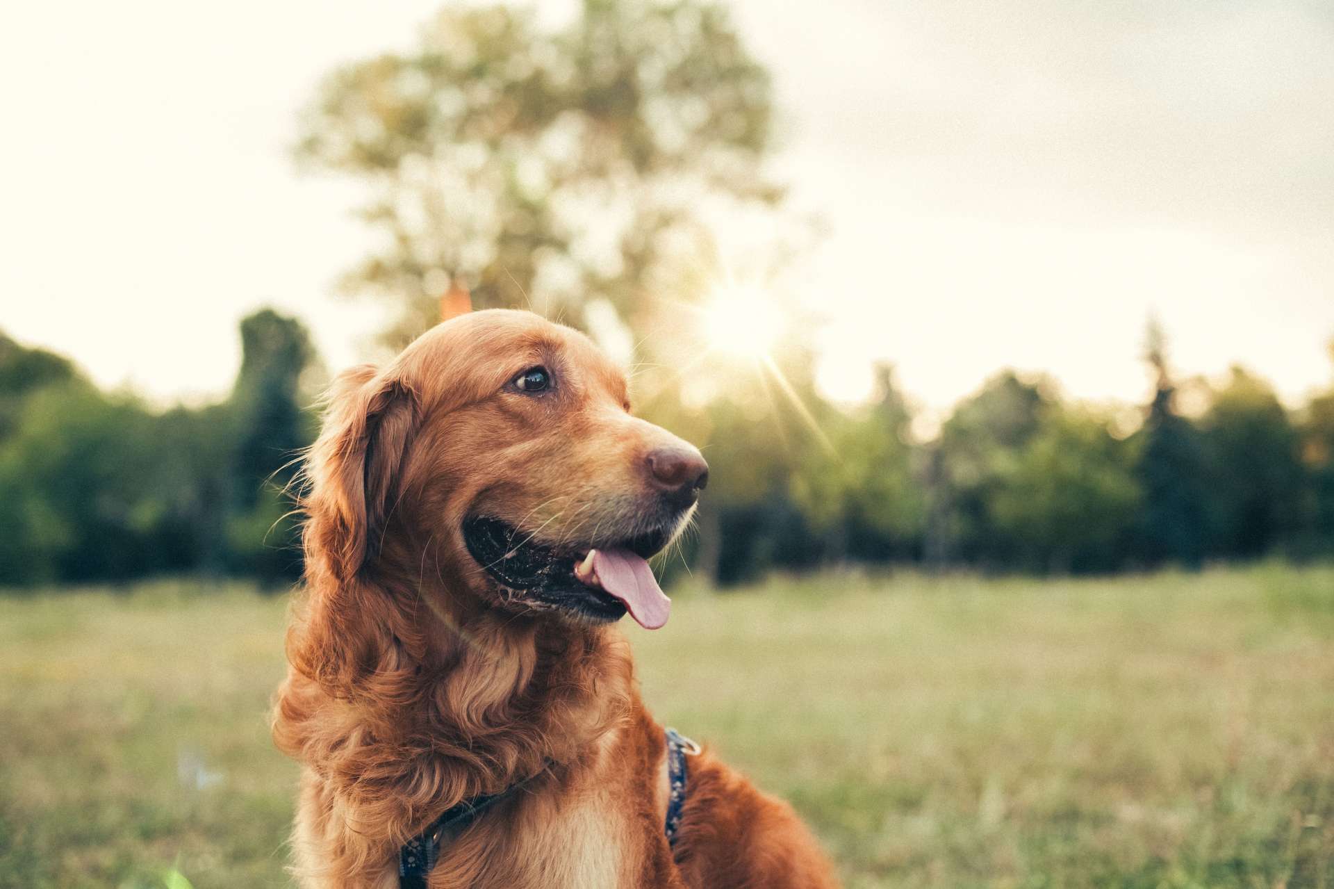 Hundekrankenversicherung mit Top-Leistungen | Allianz