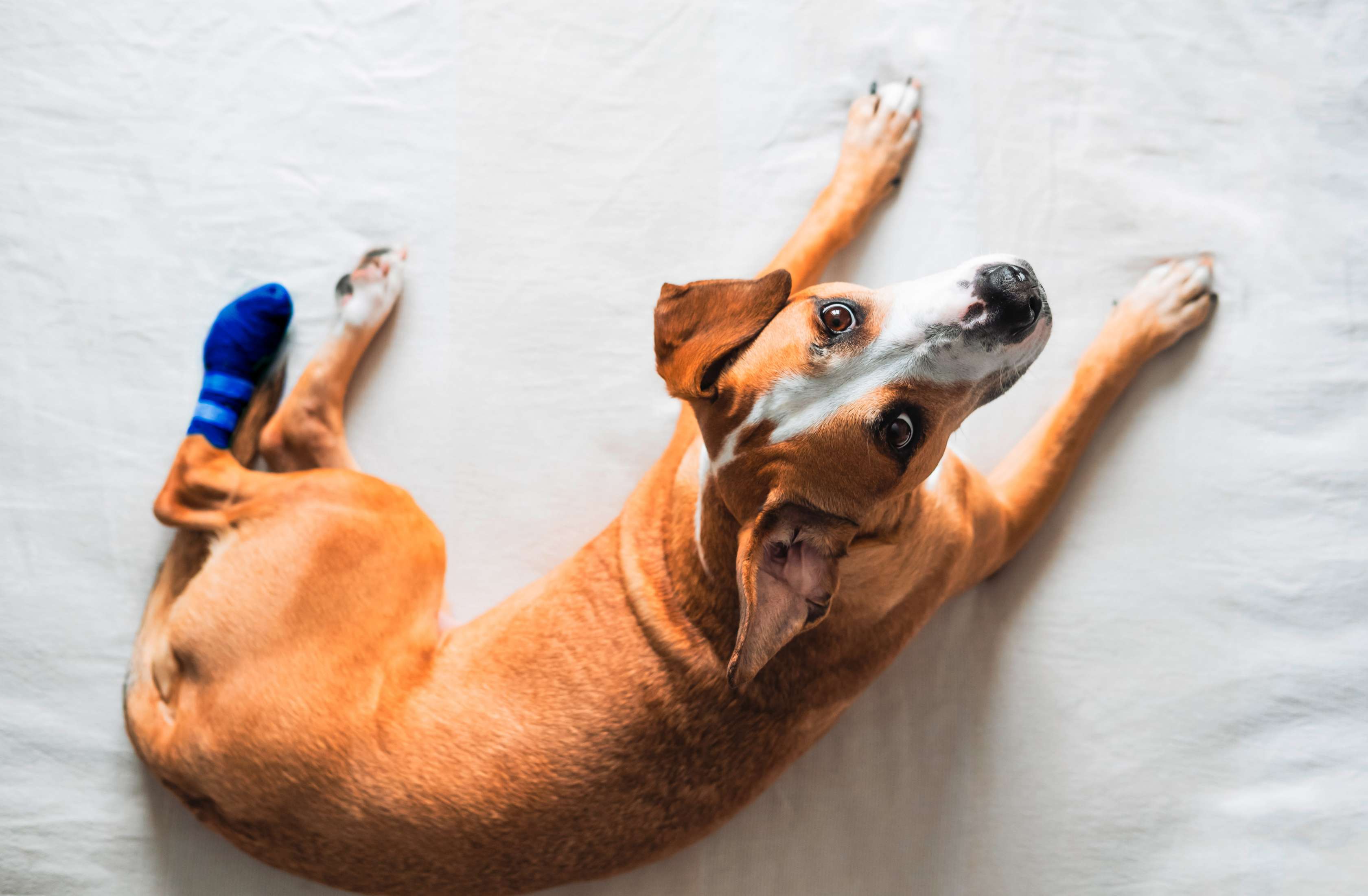 Hundekrankenversicherung: Ein hellbrauner Hund liegt mit einem Verband auf einer Decke