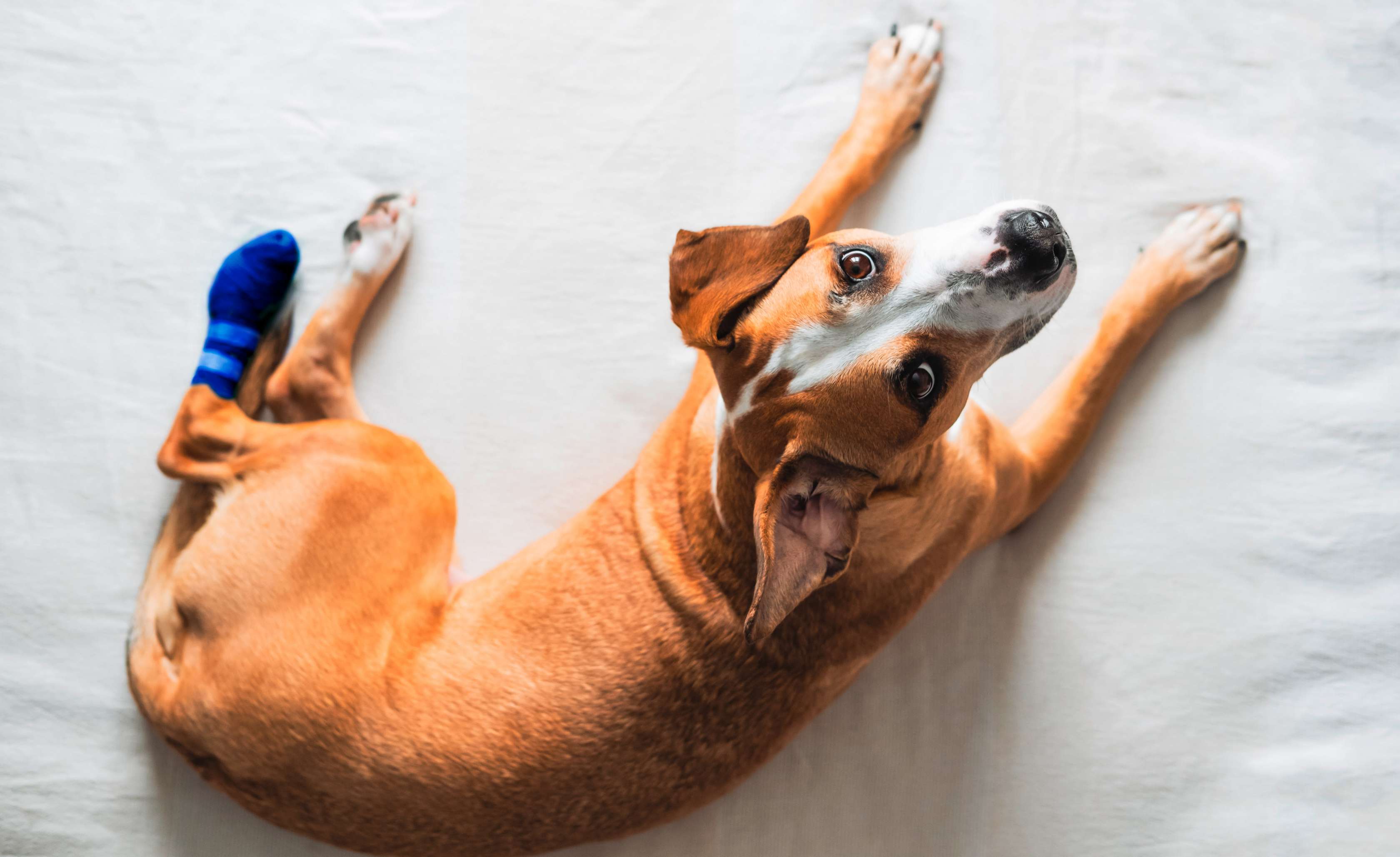 Hundekrankenversicherung: Ein hellbrauner Hund liegt mit einem Verband auf einer Decke