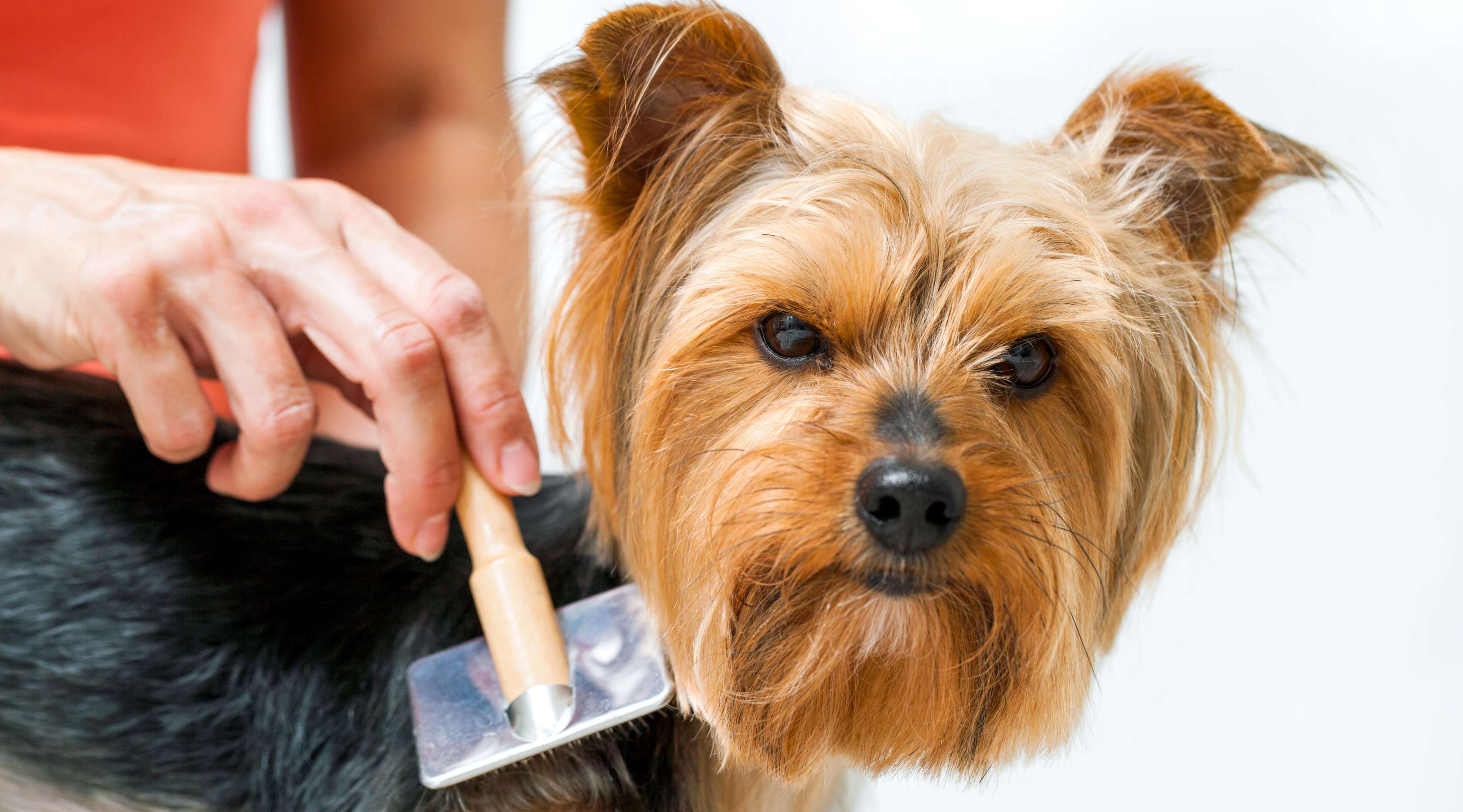  Allianz - Fellpflege Hund: Hund wird mit einer Hundebürste gebürstet