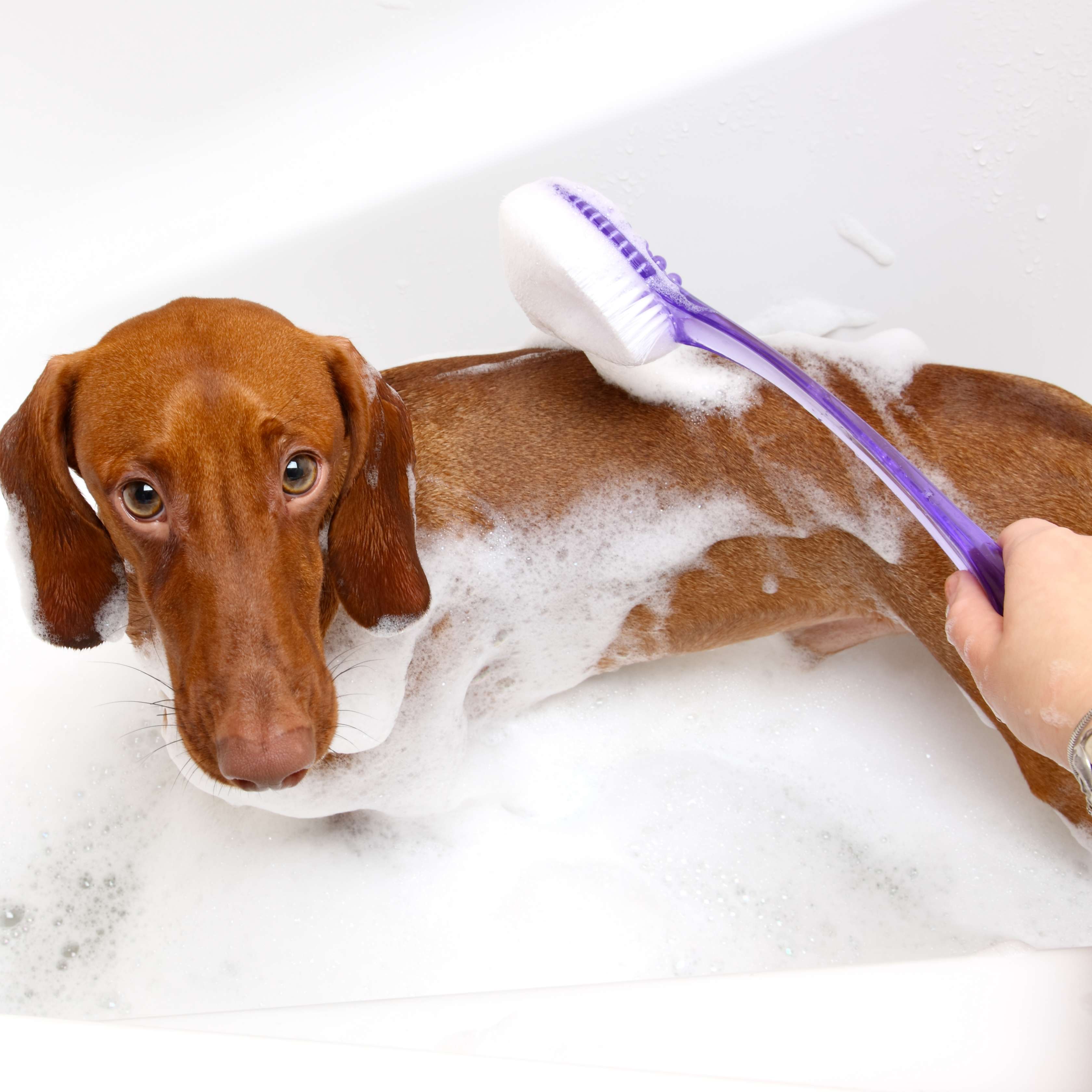 Allianz - Fell pflegen beim Hund: Dackel wird in Badewanne gebürstet