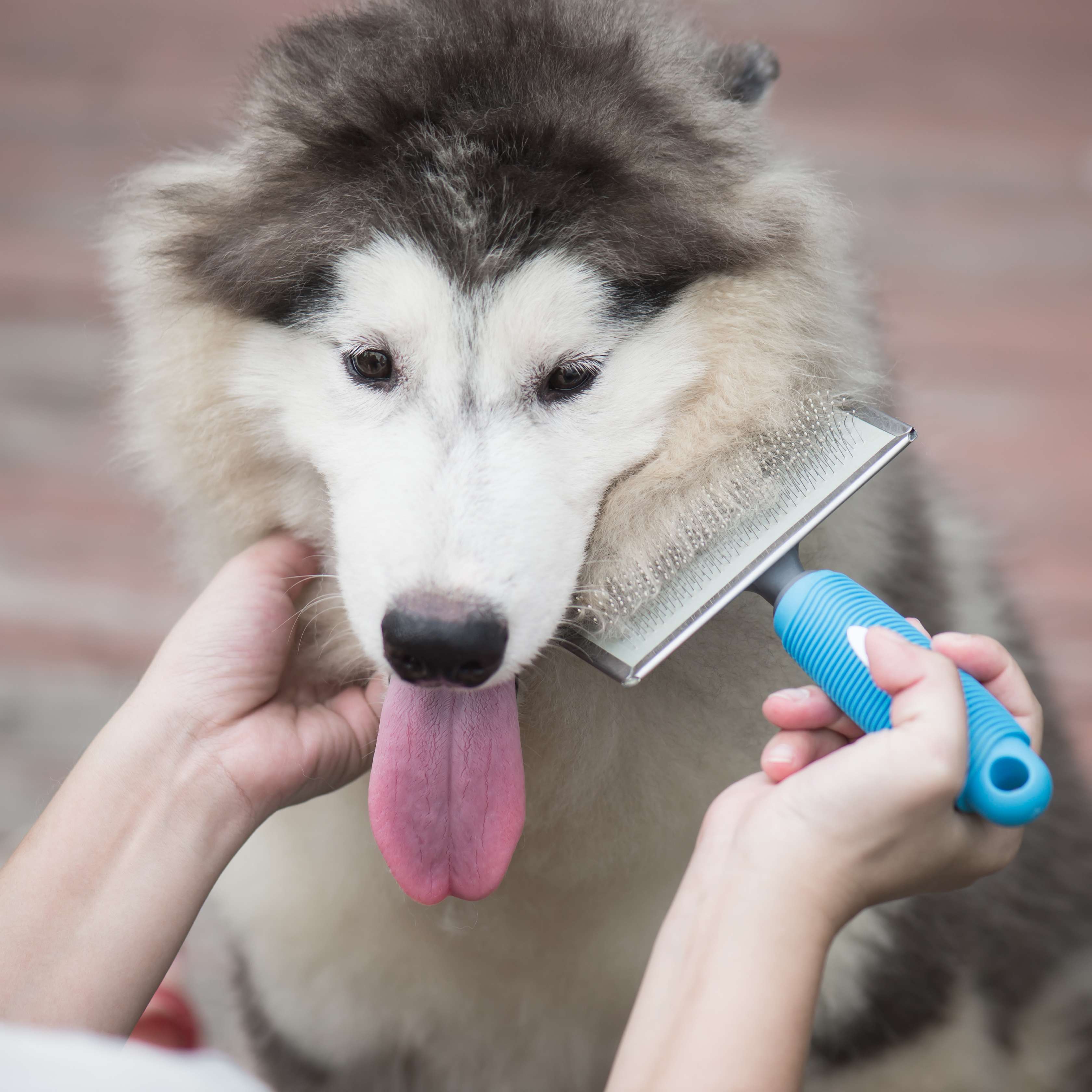 Allianz - Hund wird mit speziellem Kamm gebürstet
