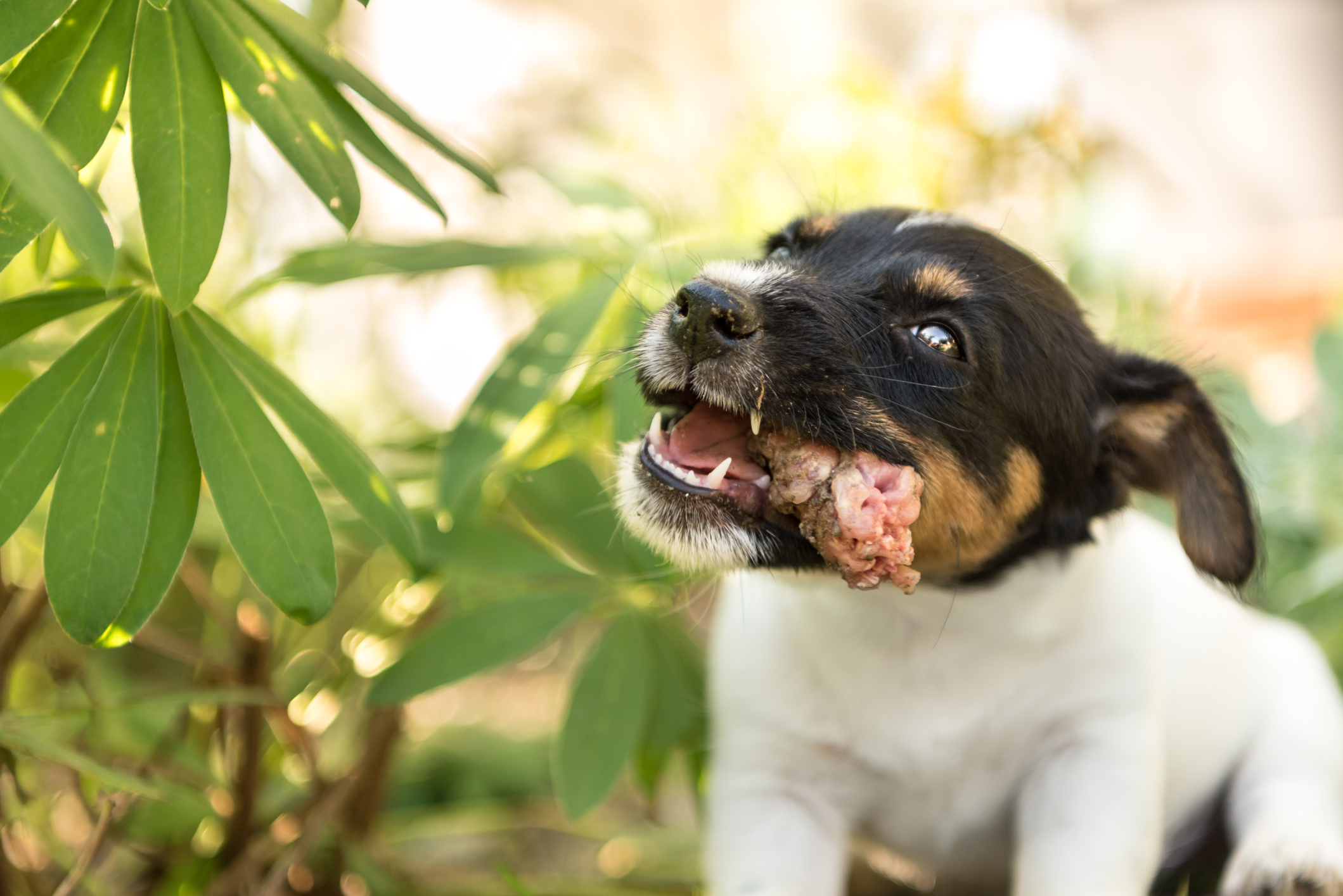 Allianz - Hundeversicherung - Giftköder: Kleiner Hund frisst ein Stück Fleisch