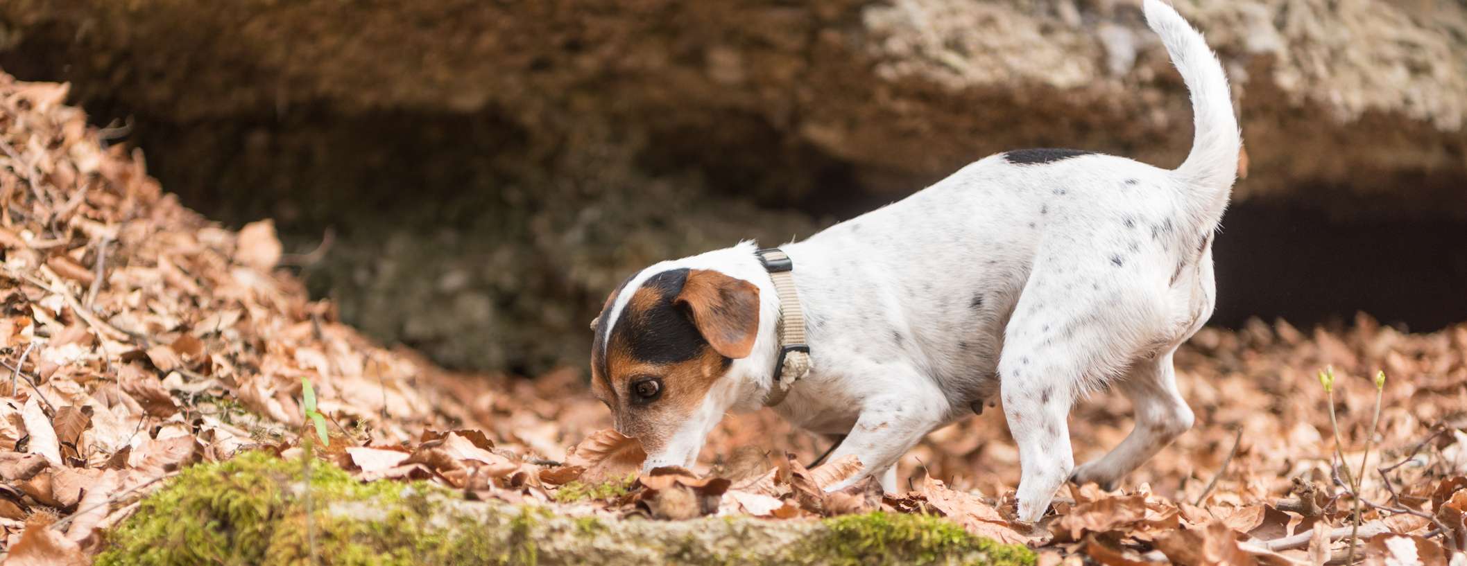 Kleiner Hund schnüffelt im Wald in den Laubblättern