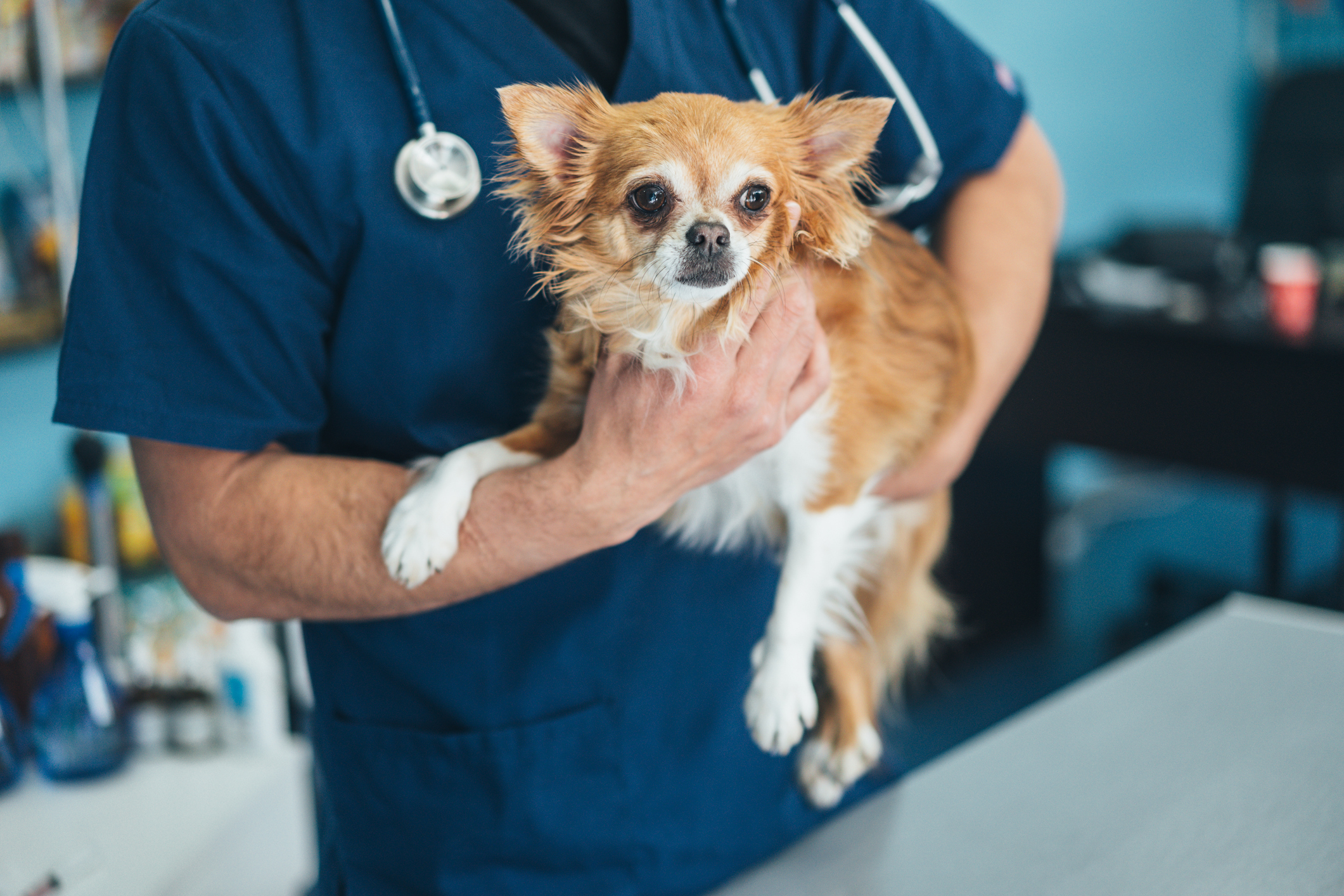 Tierarzt hält einen kleinen Hund im Arm und fühlt den Bauch 
