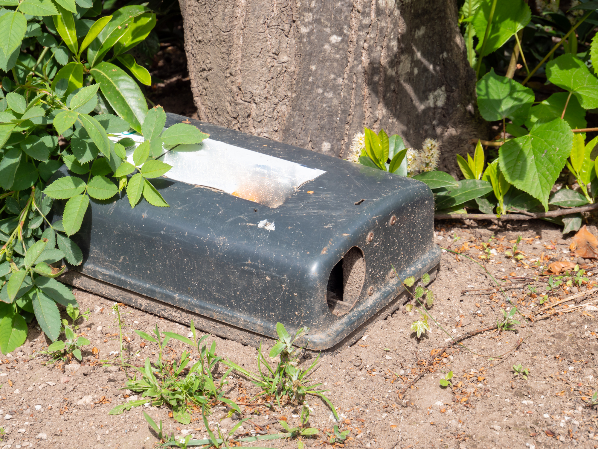  Giftköder: Box mit Rattengift am Baum aufgestellt