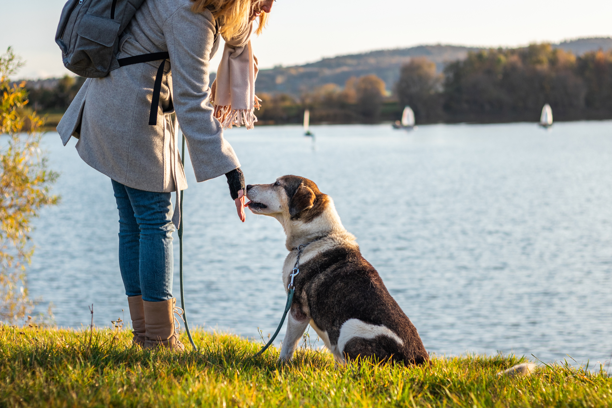 Hund mit Frau am See leckt die Hand der Frau ab
