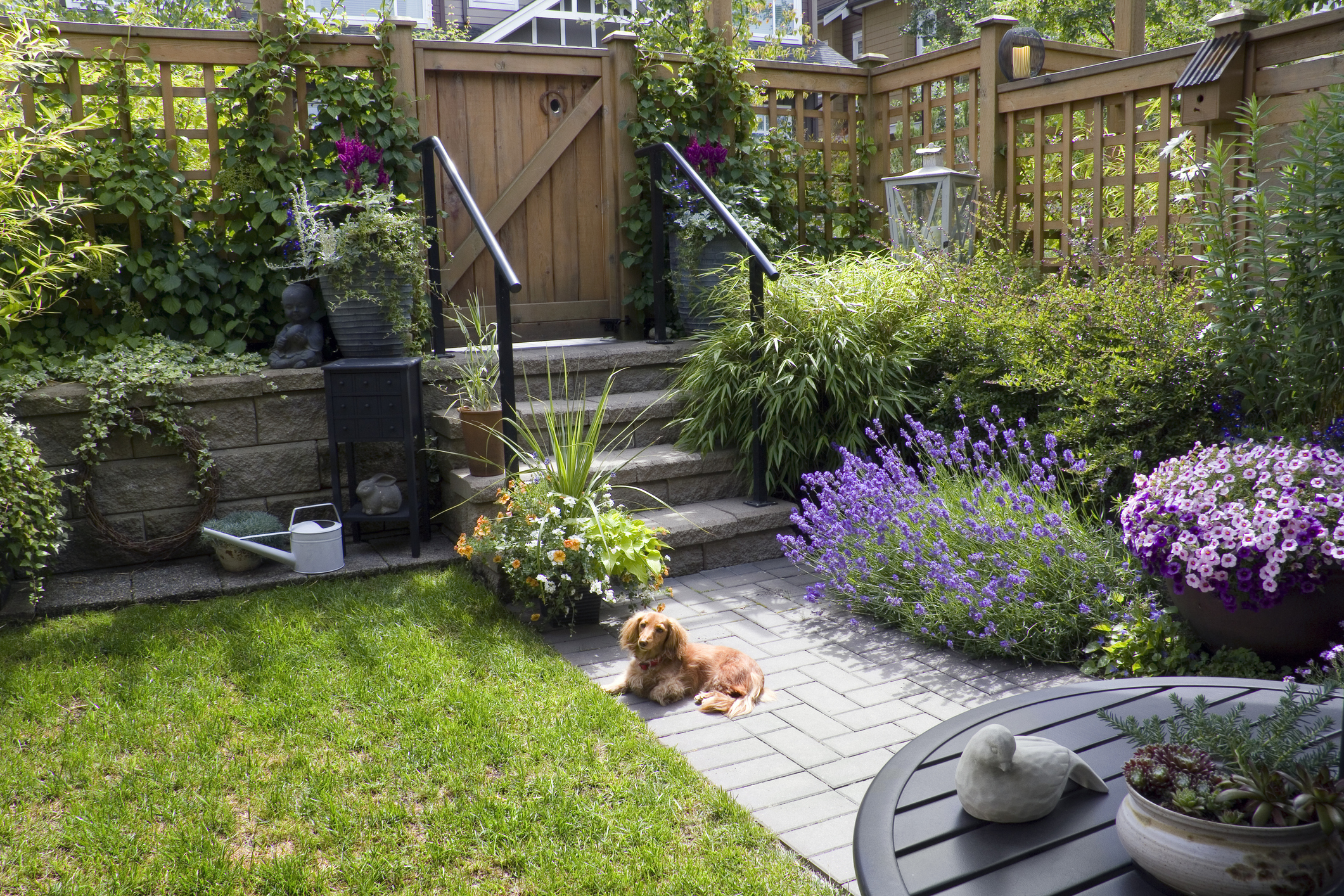 Hund liegt im Garten auf dem Pflaster und ist umgeben von viel Grün und Blumen