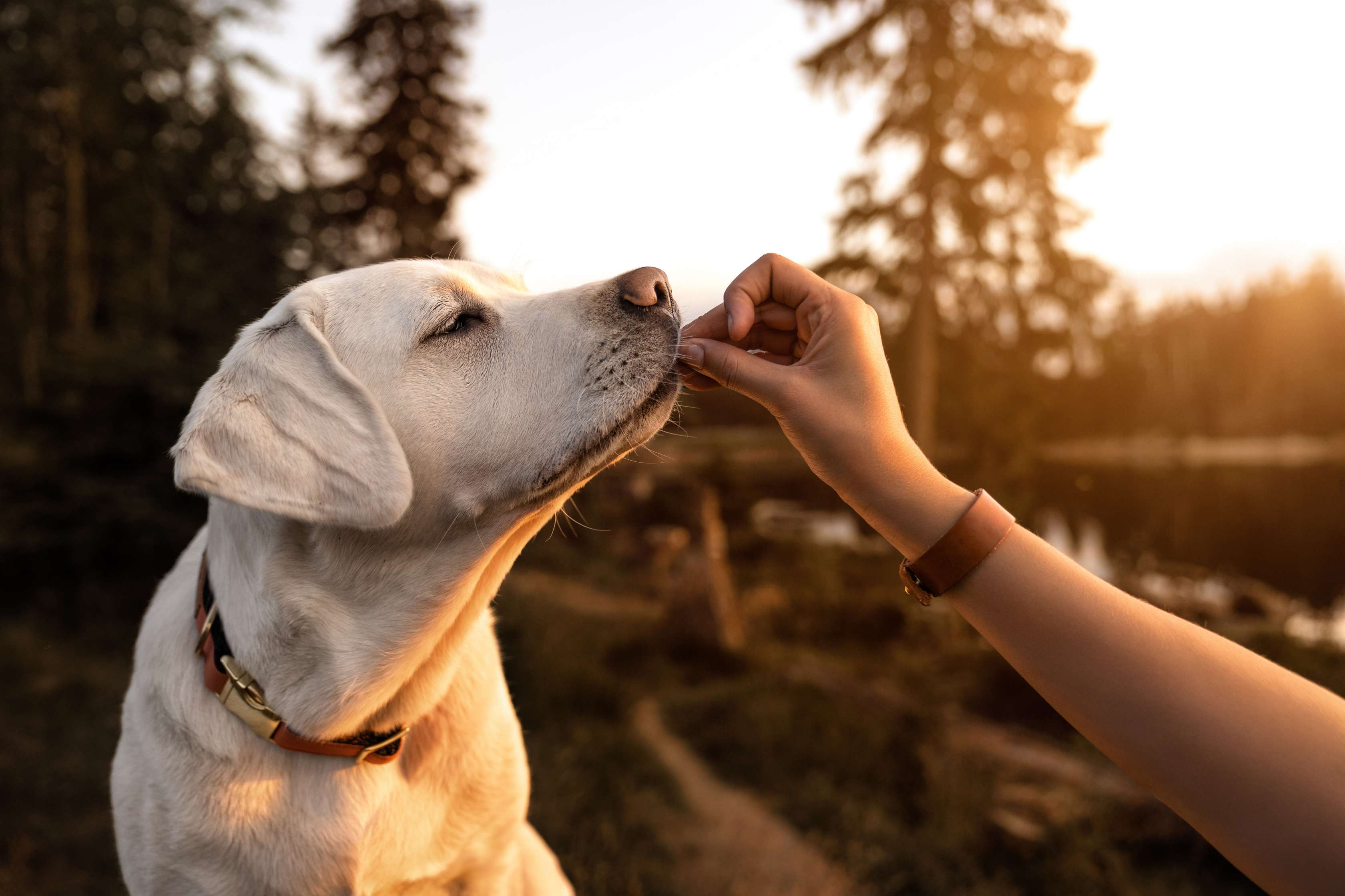  Allianz - Homöopathie für Hunde: Hund bekommt Globoli verabreicht