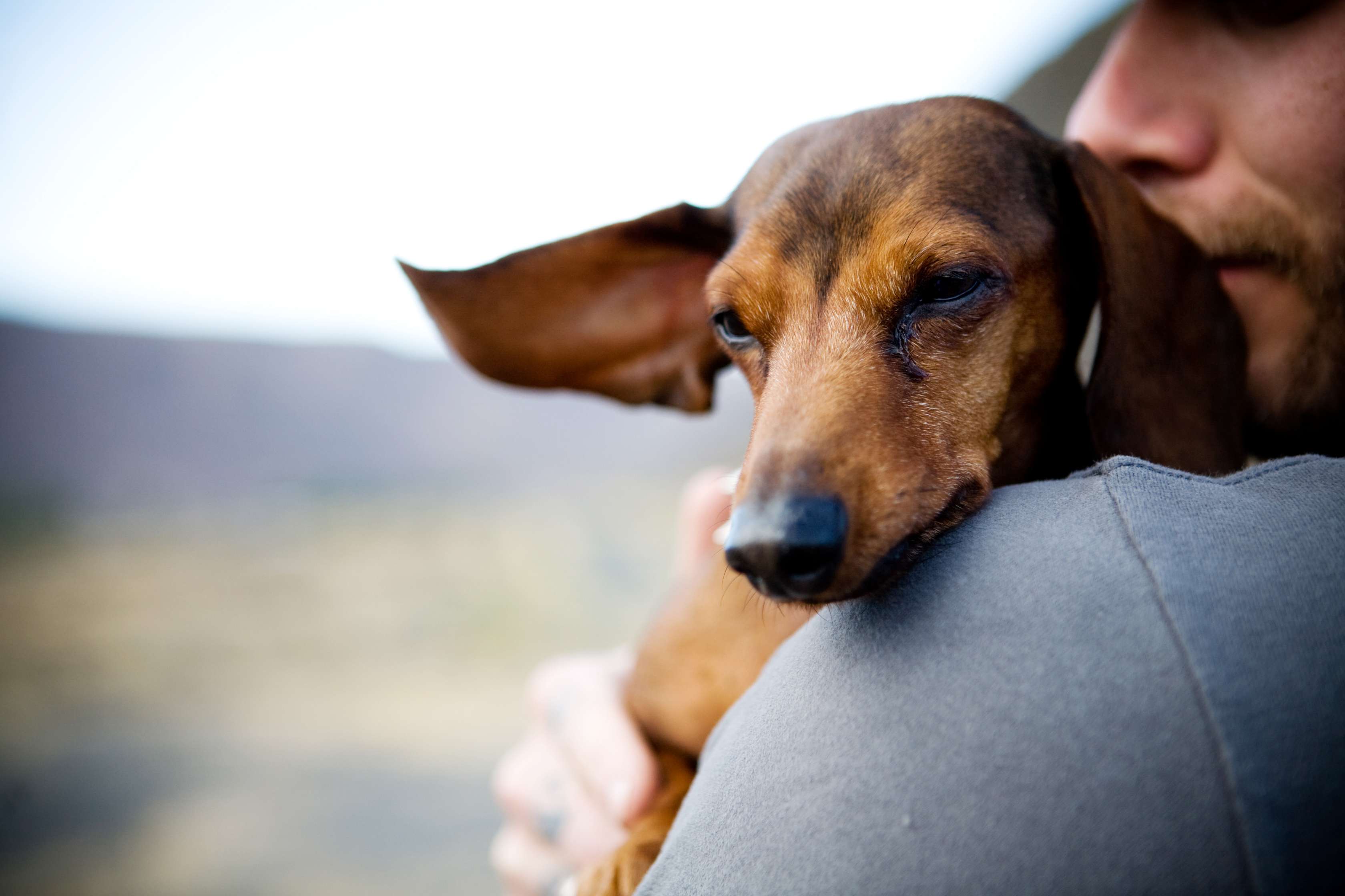  Allianz - Homöopathie für Hunde: Dackel mit leidendem Blick