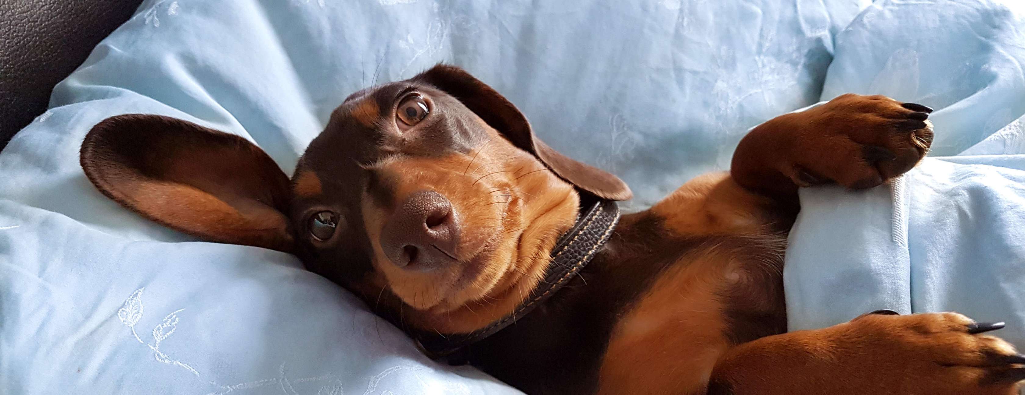  Allianz - Homöopathie für Hunde: Dackel liegt im Bett und spitzt die Ohren