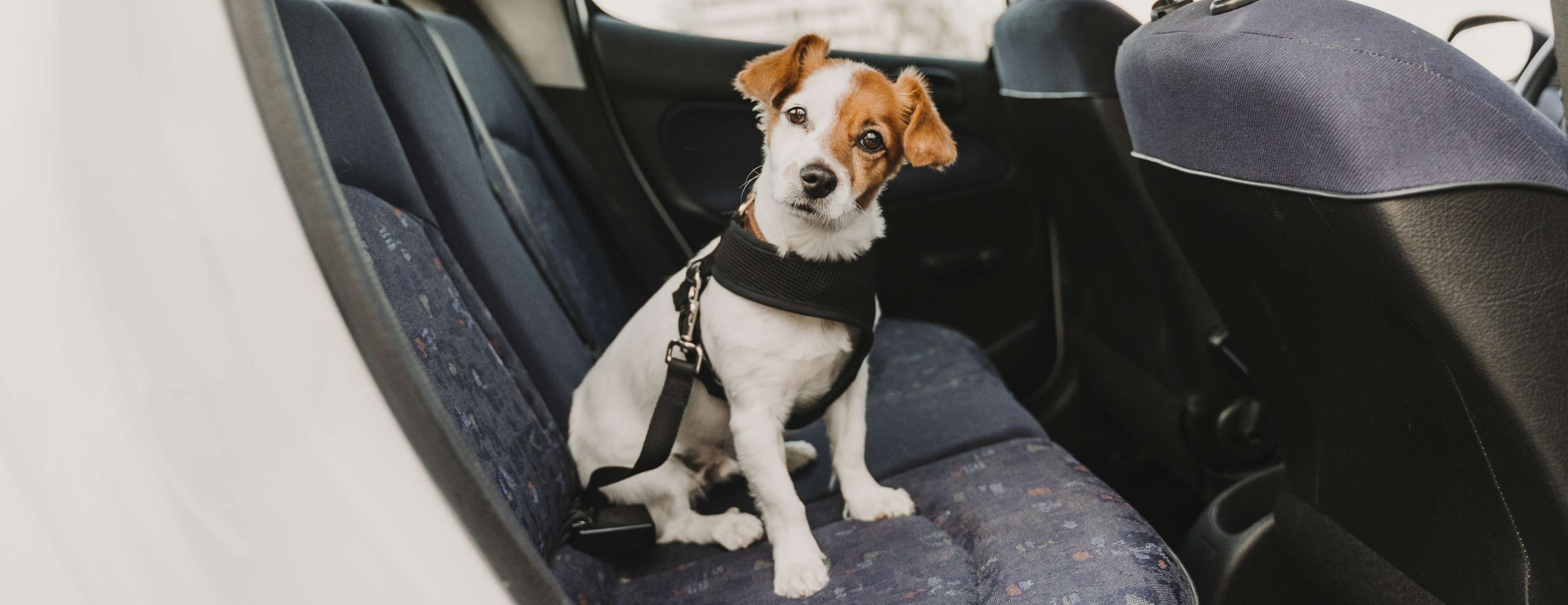Kleiner weiß-brauner Terrier sitzt angeschnallt auf der Rückbank eines Autos