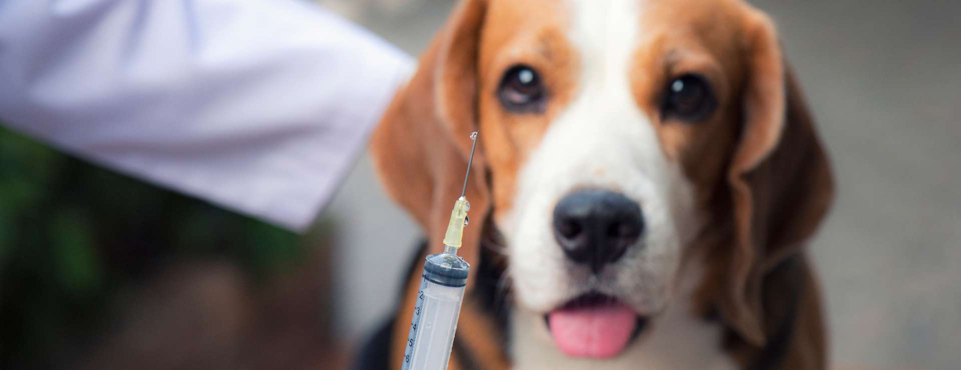 Wunderschne Tollwutimpfung Hund Kosten Bild