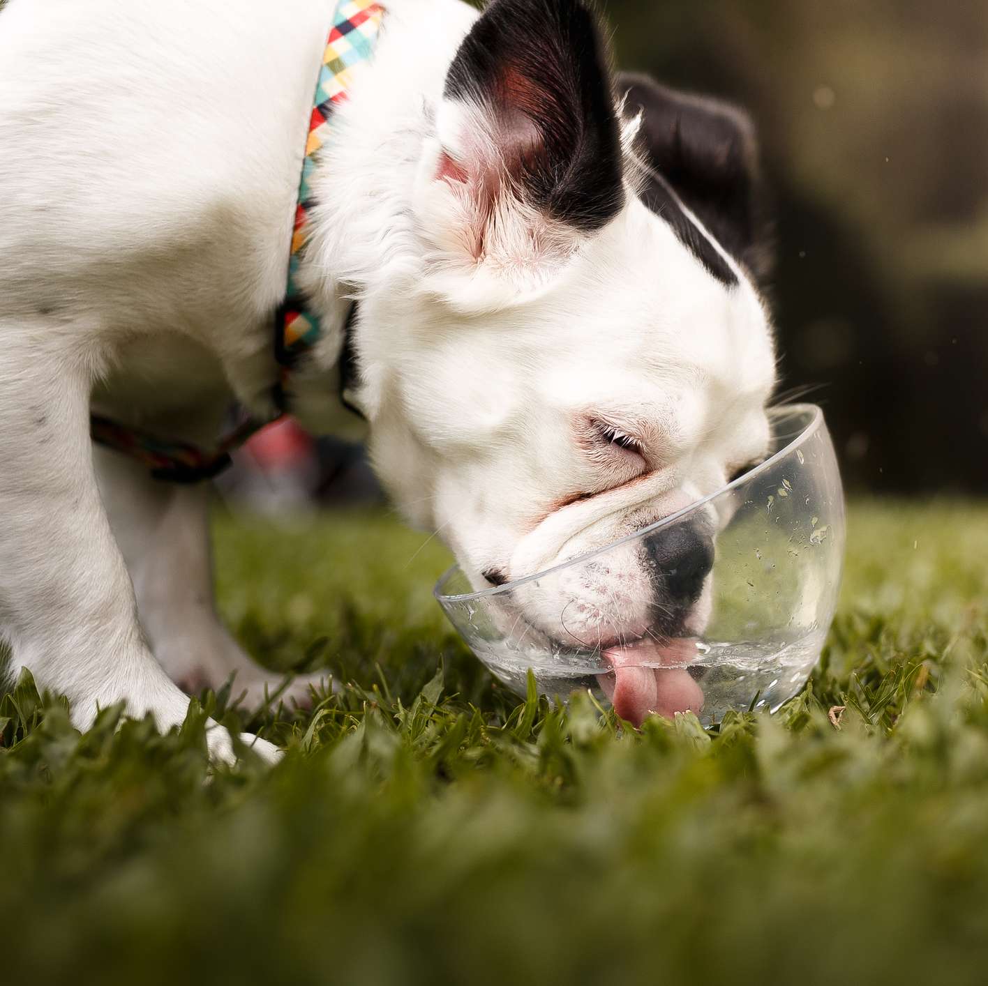 Allianz - Hundekrankenversicherung - Hund trinkt nicht: Bulldogge trinkt aus einer durchsichtigen Schüssel