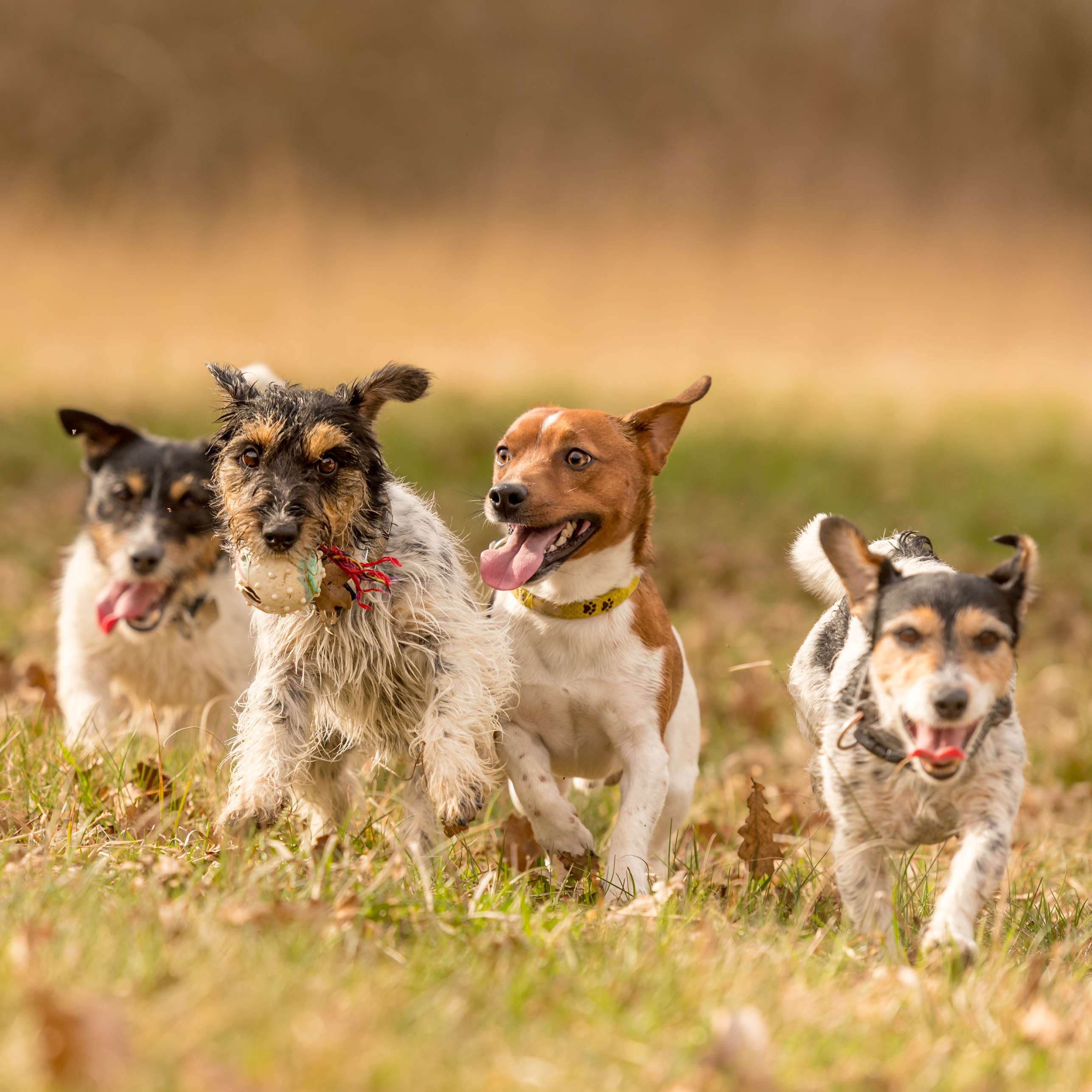 Allianz - Vier kleine Hunde rennen über eine Wiese
