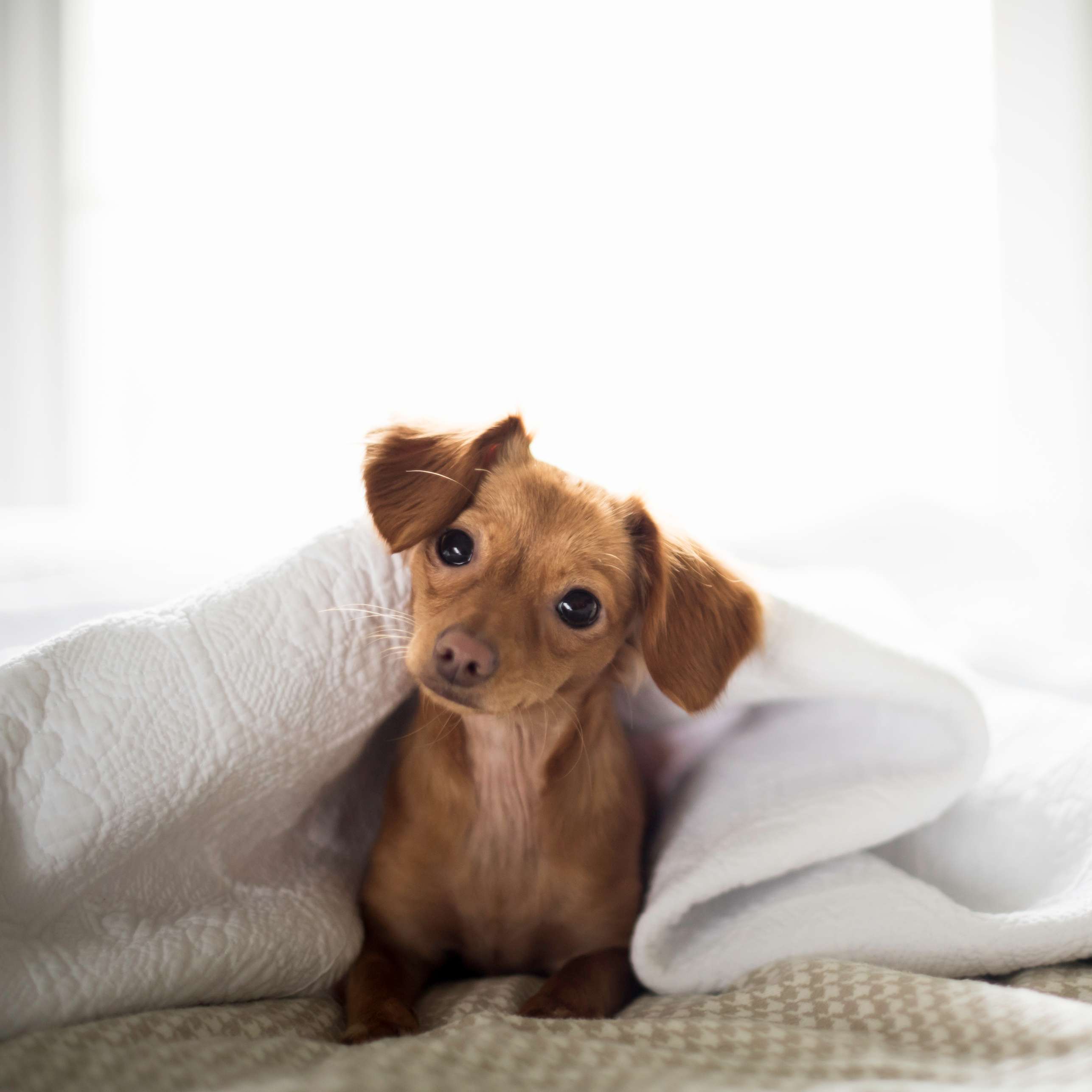 Allianz - Hundehaltung: Kleiner Hund sitzt im Bett unter der Bettdecke.