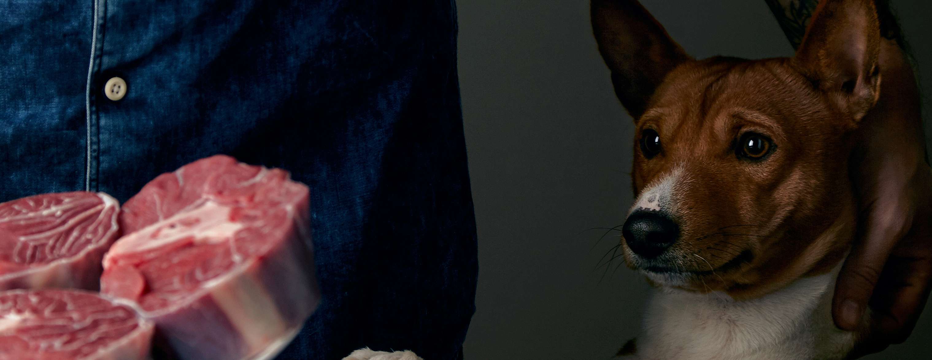  Allianz - Barfen: Hund schaut gespannt auf einen Fleischteller