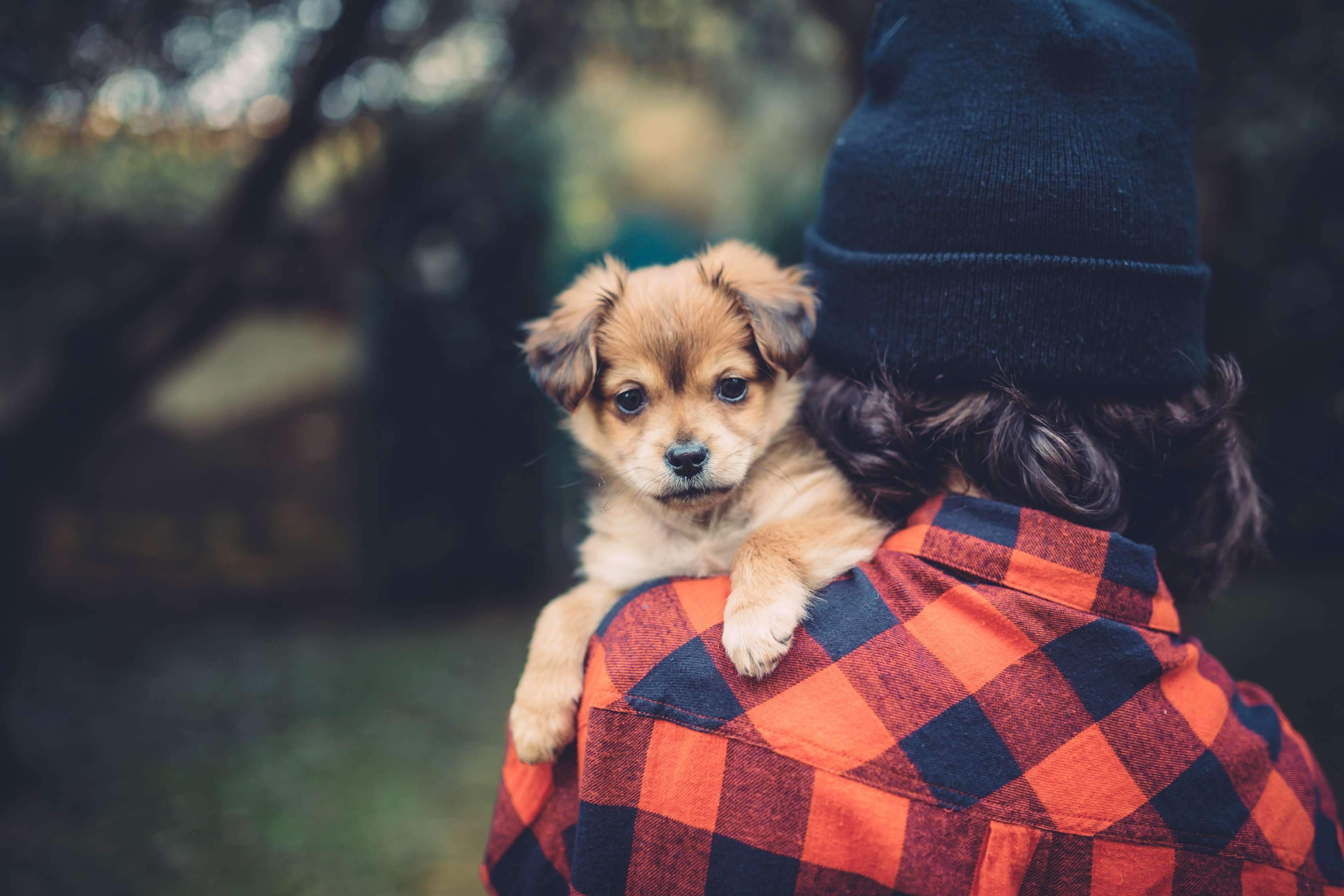 Hundekrankheiten: Welches es gibt und wie Hundehalter vorbeugen können