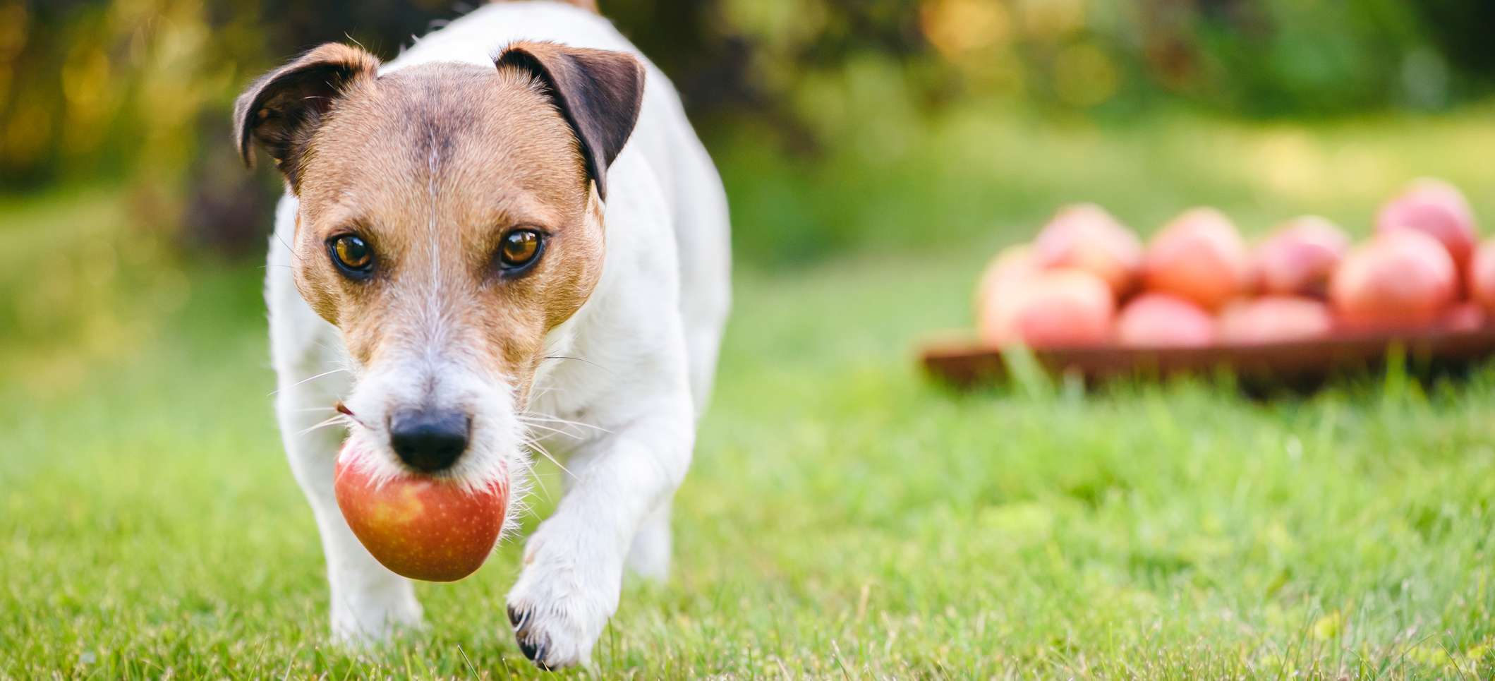 Allianz - Arthrose beim Hund: Hund läuft mit einem Apfel über eine Wiese