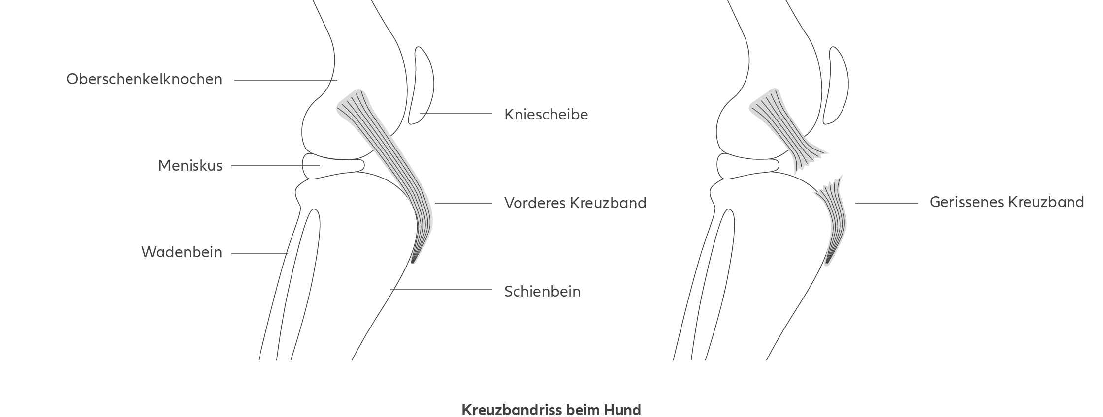 Allianz – Kreuzbandriss Hund: Die Infografik zeigt das Kniegelenk eines Hundes in zwei Zuständen. Links ist ein gesundes Kniegelenk dargestellt, rechts eines mit einem gerissenen vorderen Kreuzband. Anatomische Strukturen wie der Oberschenkelknochen, die Kniescheibe, das Schienbein, das Wadenbein, der Meniskus und das vordere Kreuzband sind beschriftet. Die rechte Abbildung hebt die Lücke im gerissenen Kreuzband hervor, um die Verletzung zu verdeutlichen. Die Infografik veranschaulicht den Unterschied zwischen einem gesunden und einem verletzten Kreuzband beim Hund.