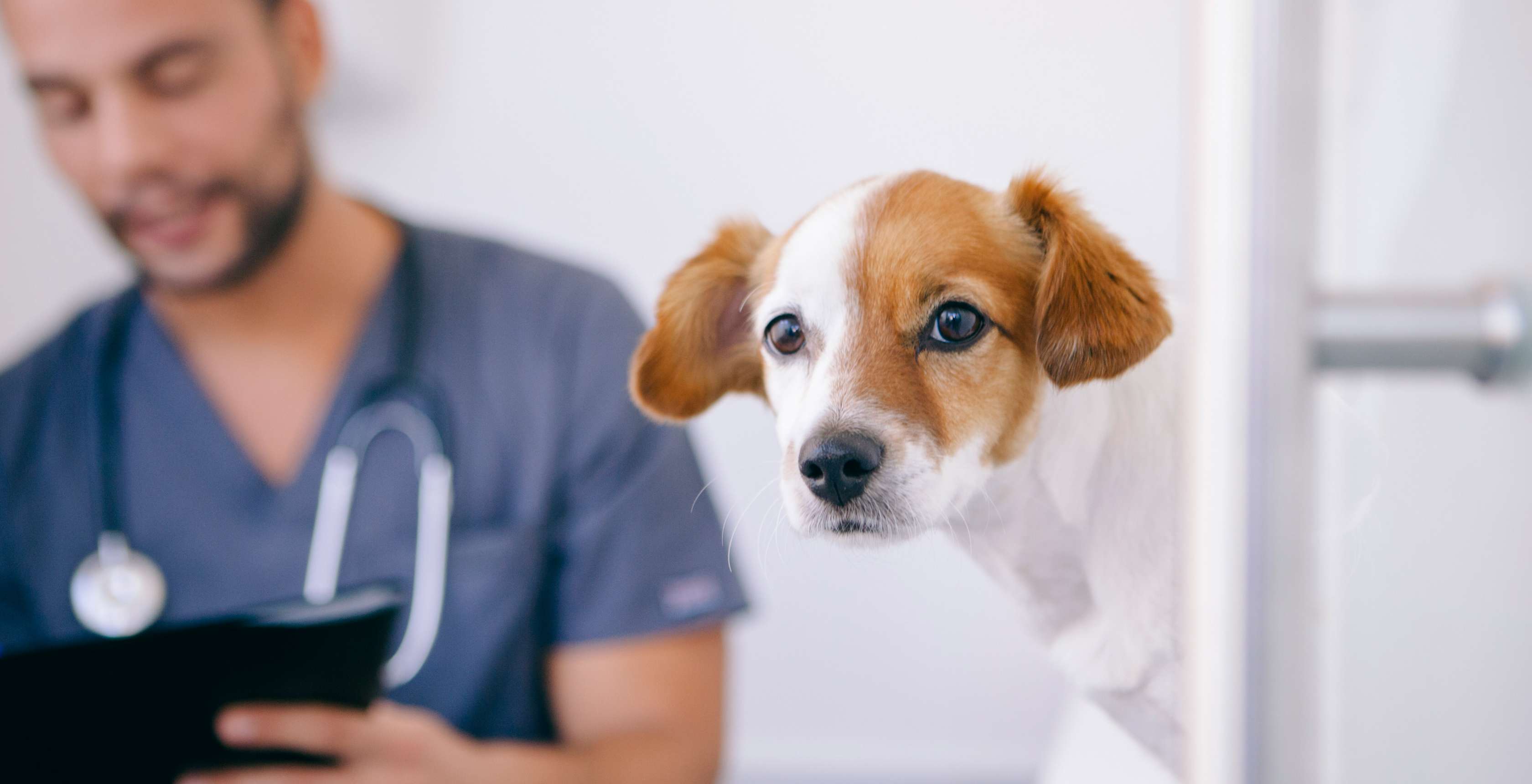 Ein Hund steht beim Tierazt auf dem Behandlungstisch