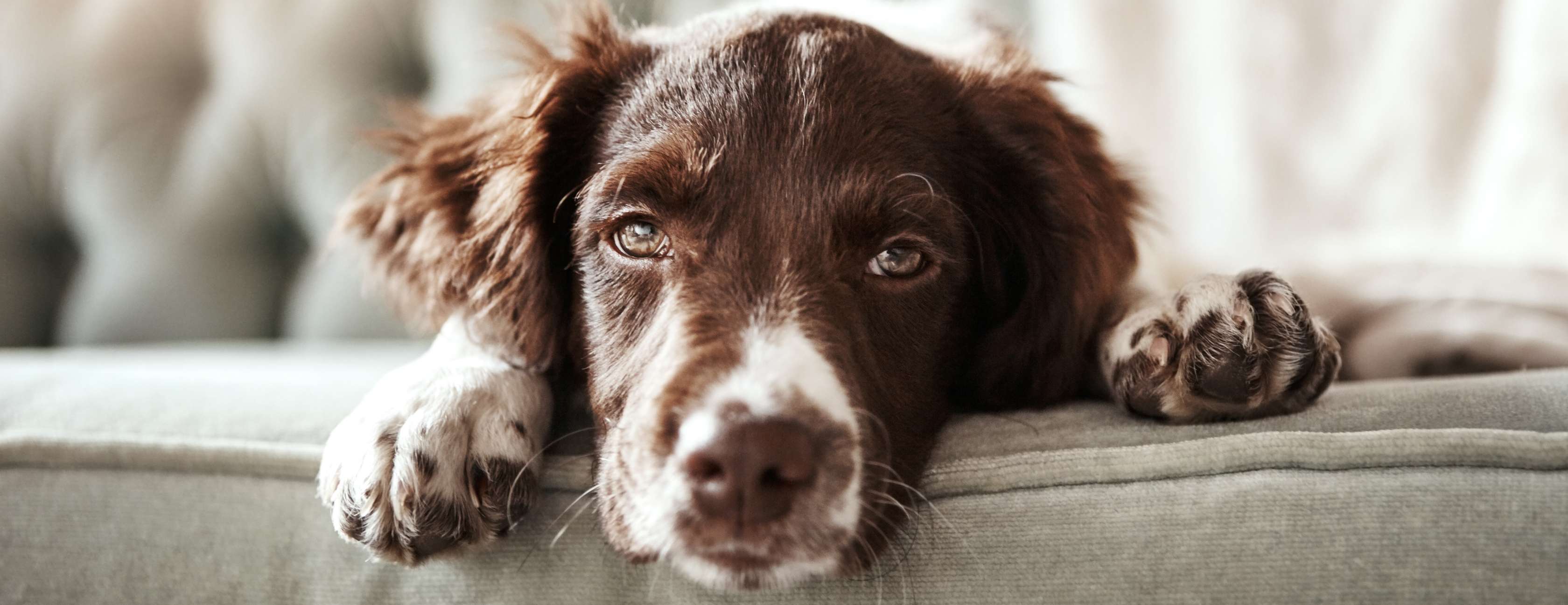 Allianz - Ein mit Leishmaniose infizierter Hund liegt schlapp auf dem Sofa