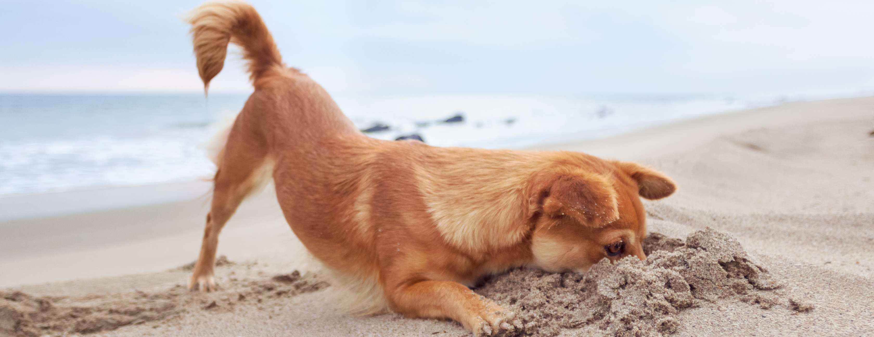 Allianz - Hund buddelt im Sand am Strand