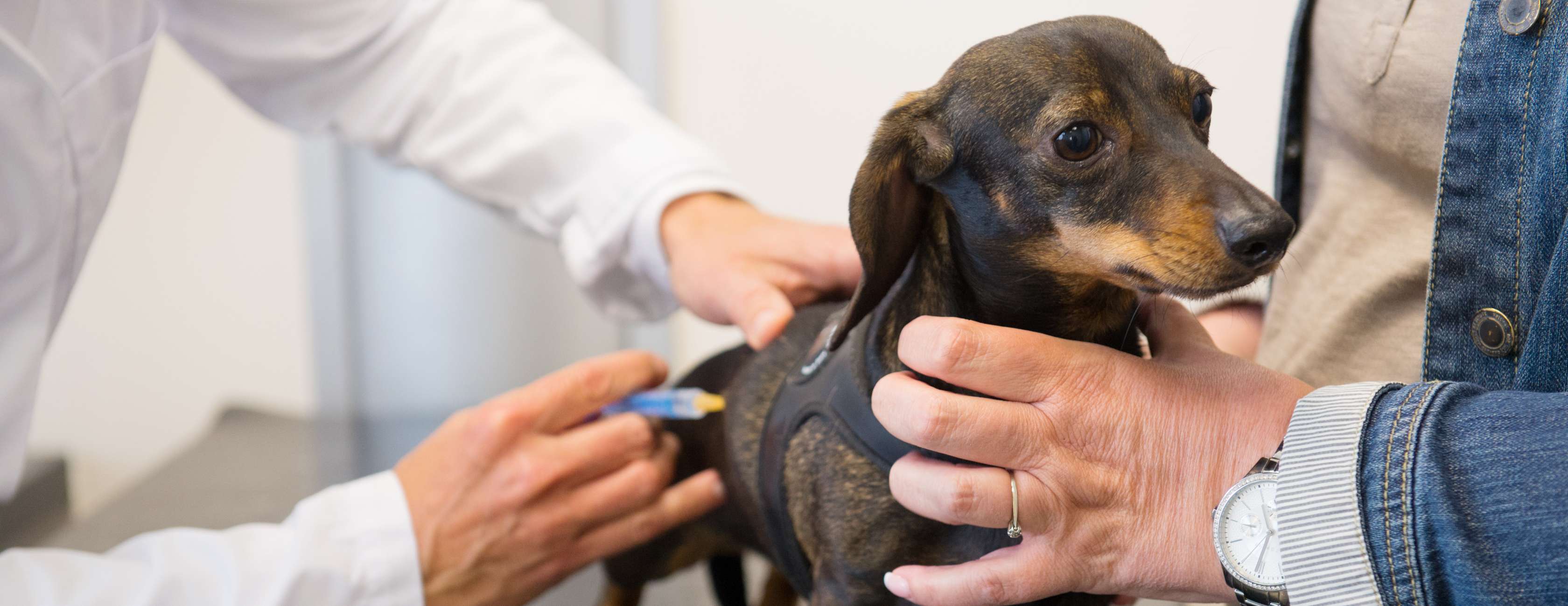 Allianz - Ein Dackel wird beim Tierarzt gegen Leishmaniose geimpft