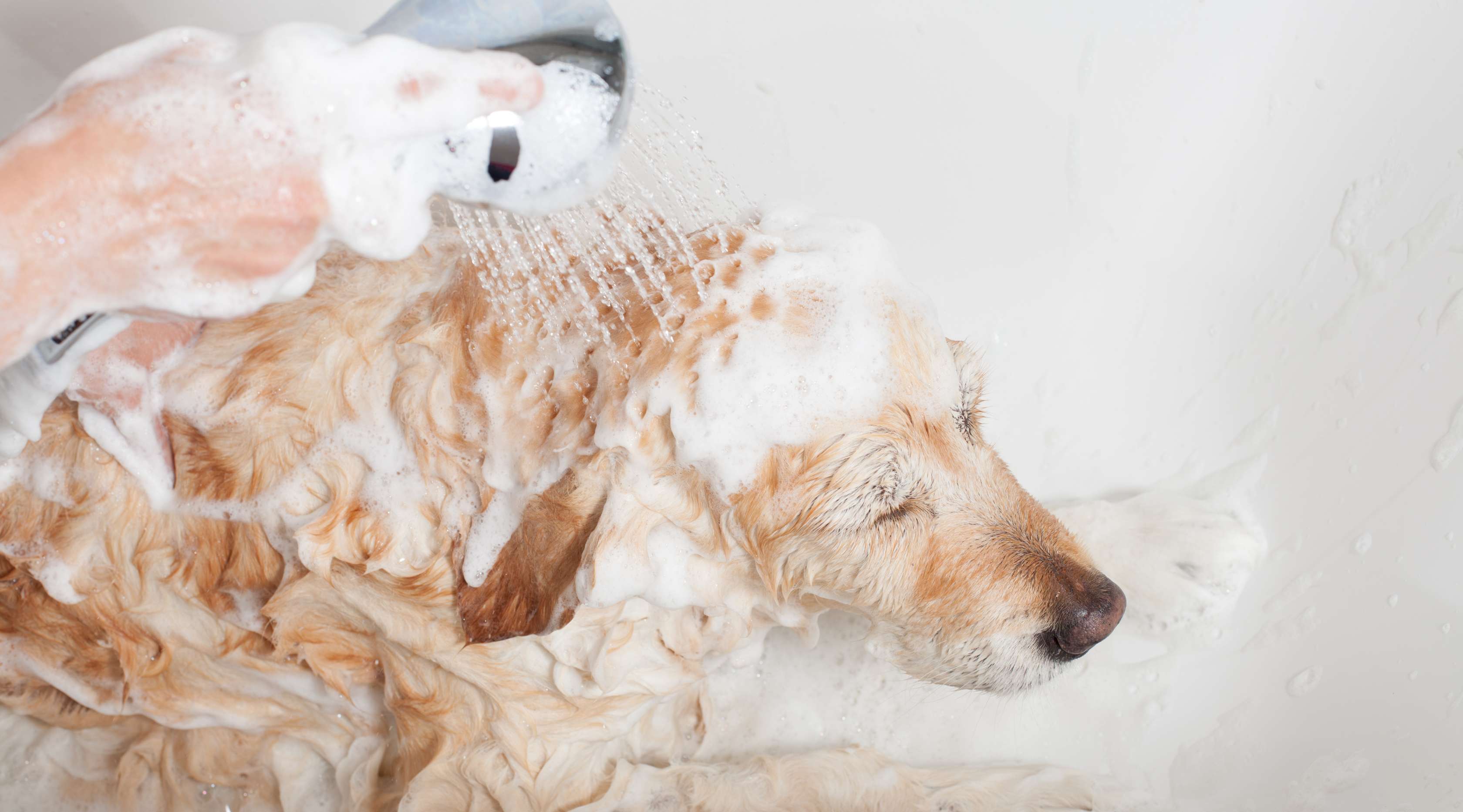 Allianz - Ein eingeschäumter Hund in einer Badewanne wird mit einer Brause abgewaschen.
