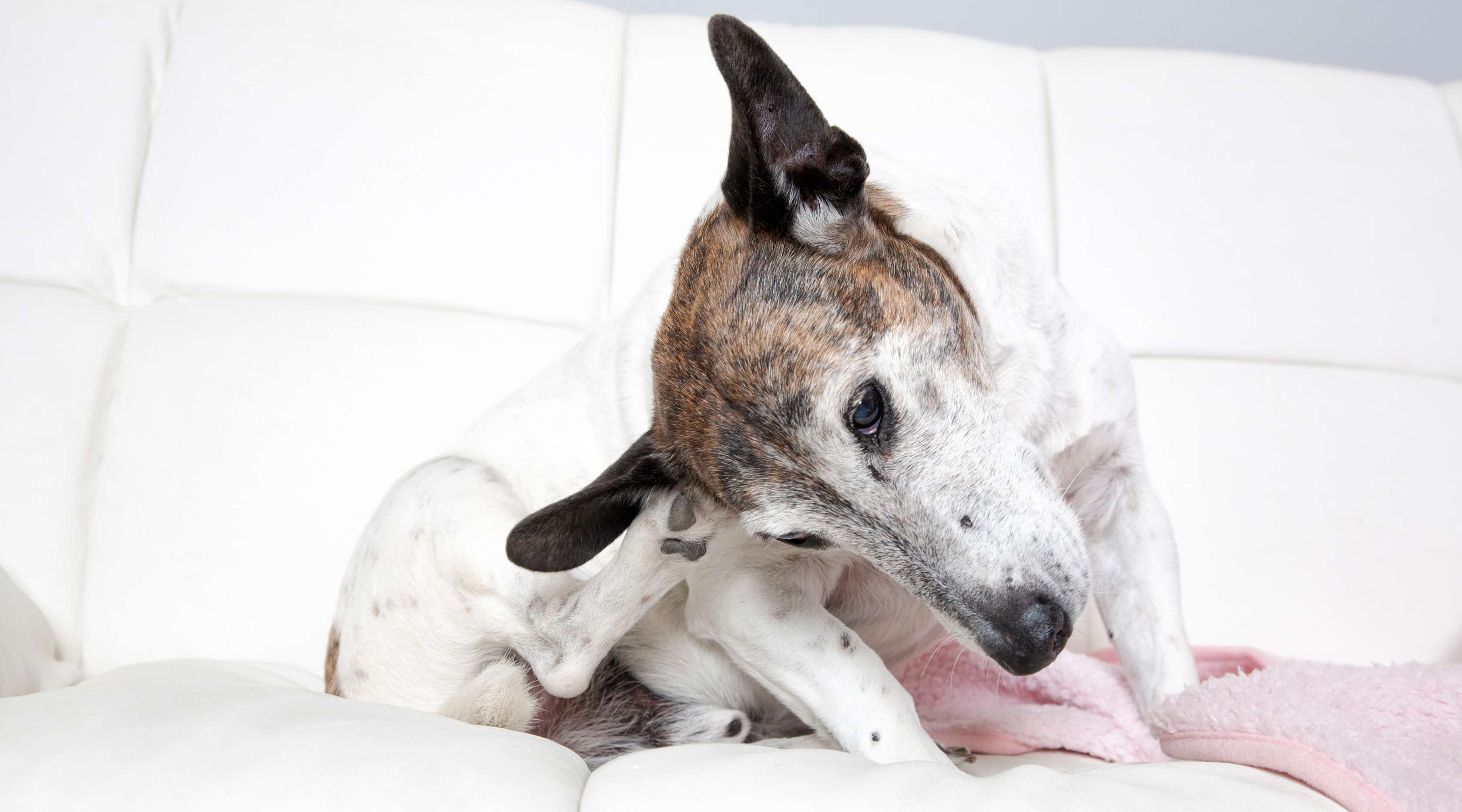 Allianz - Hund kratzt sich mit der Pfote hinter dem Ohr