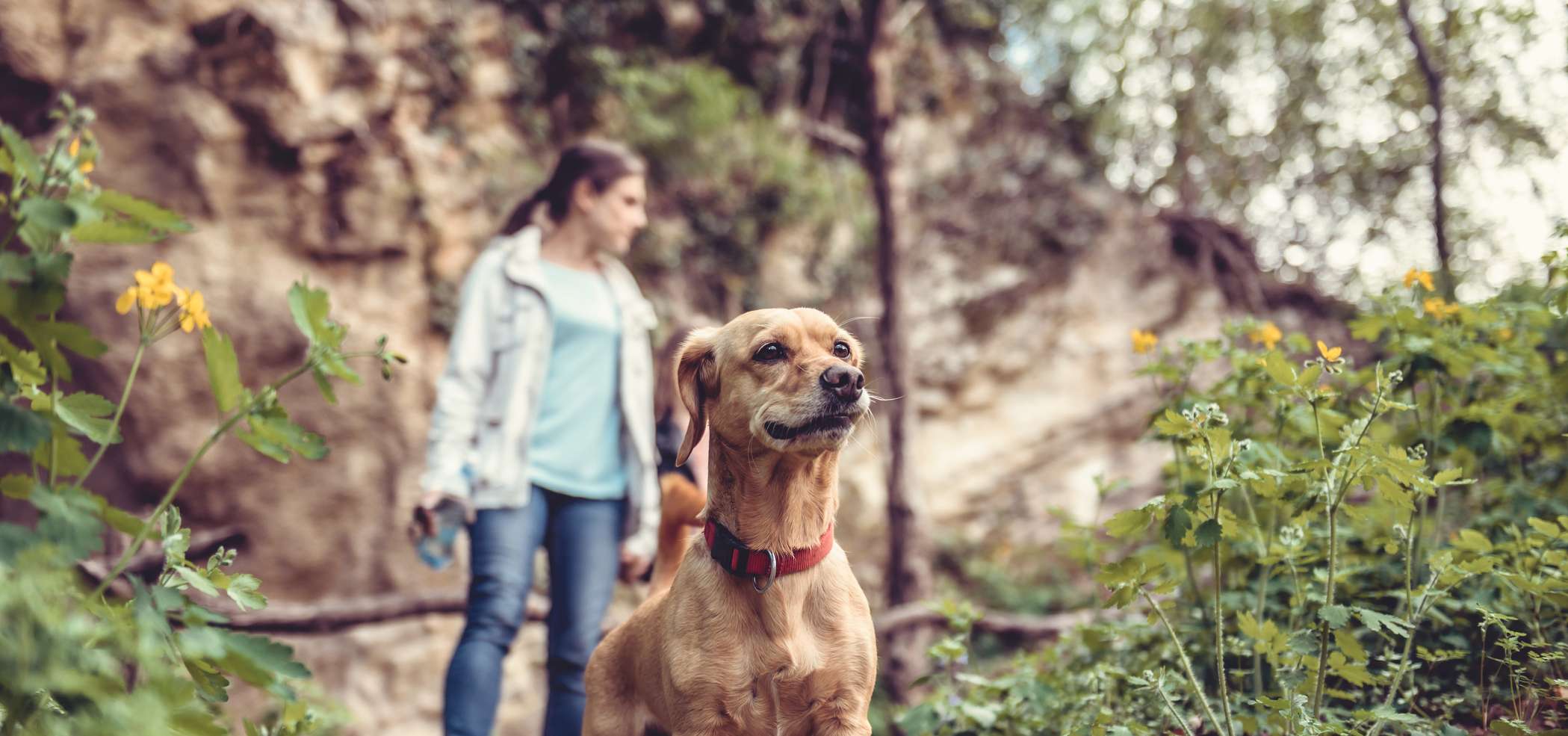 Allianz - Hundekrankheiten - Zecken: Kleiner rotbrauner Hund steht im Wald und schaut nach vorne