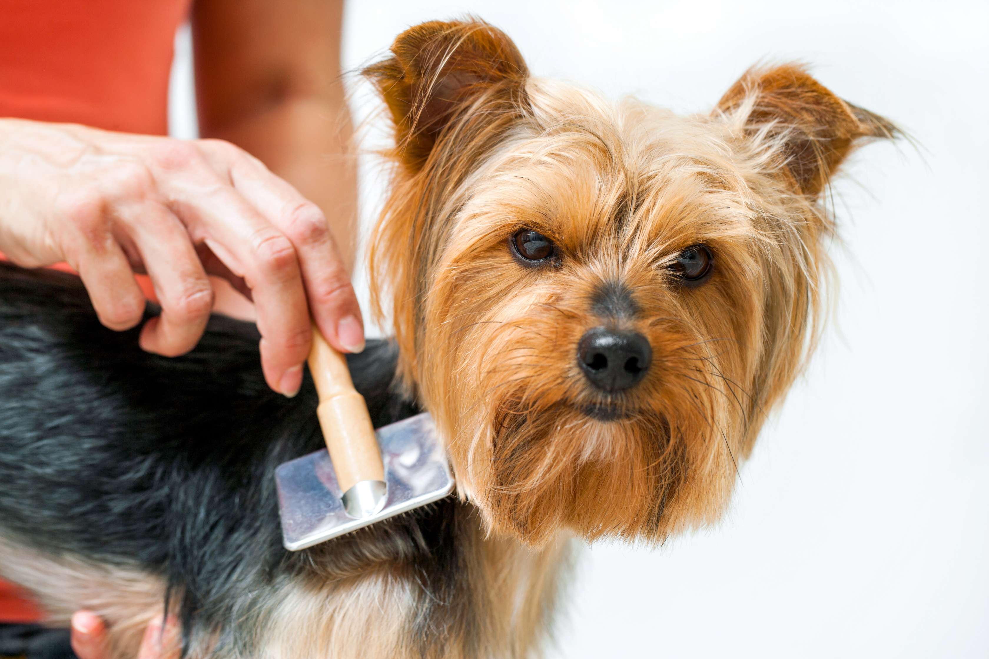Allianz - Hundepflege: Hund wird das Fell gebürstet