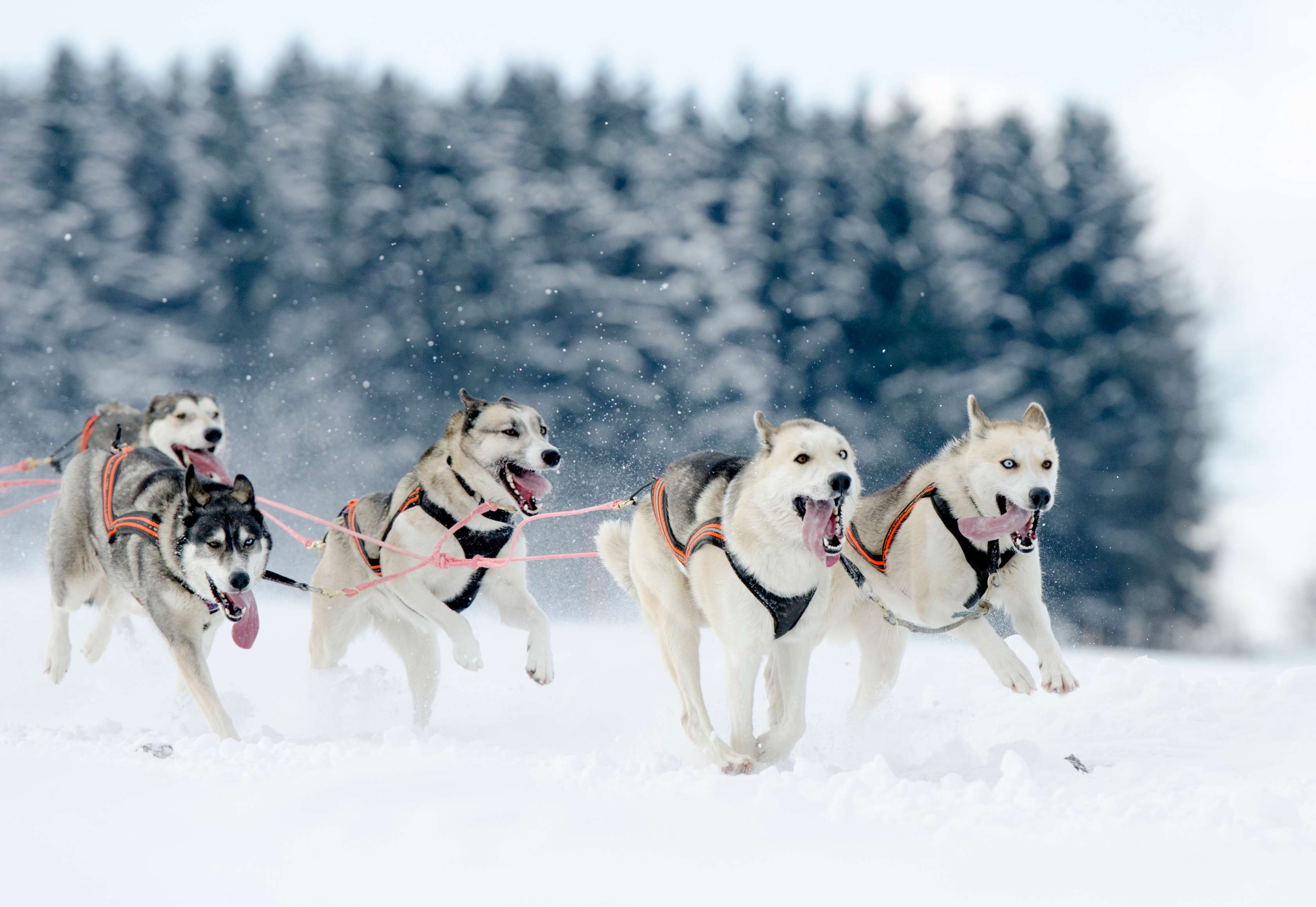 Allianz - Hundepflege: Schlittenhunde rennen durch den Schnee