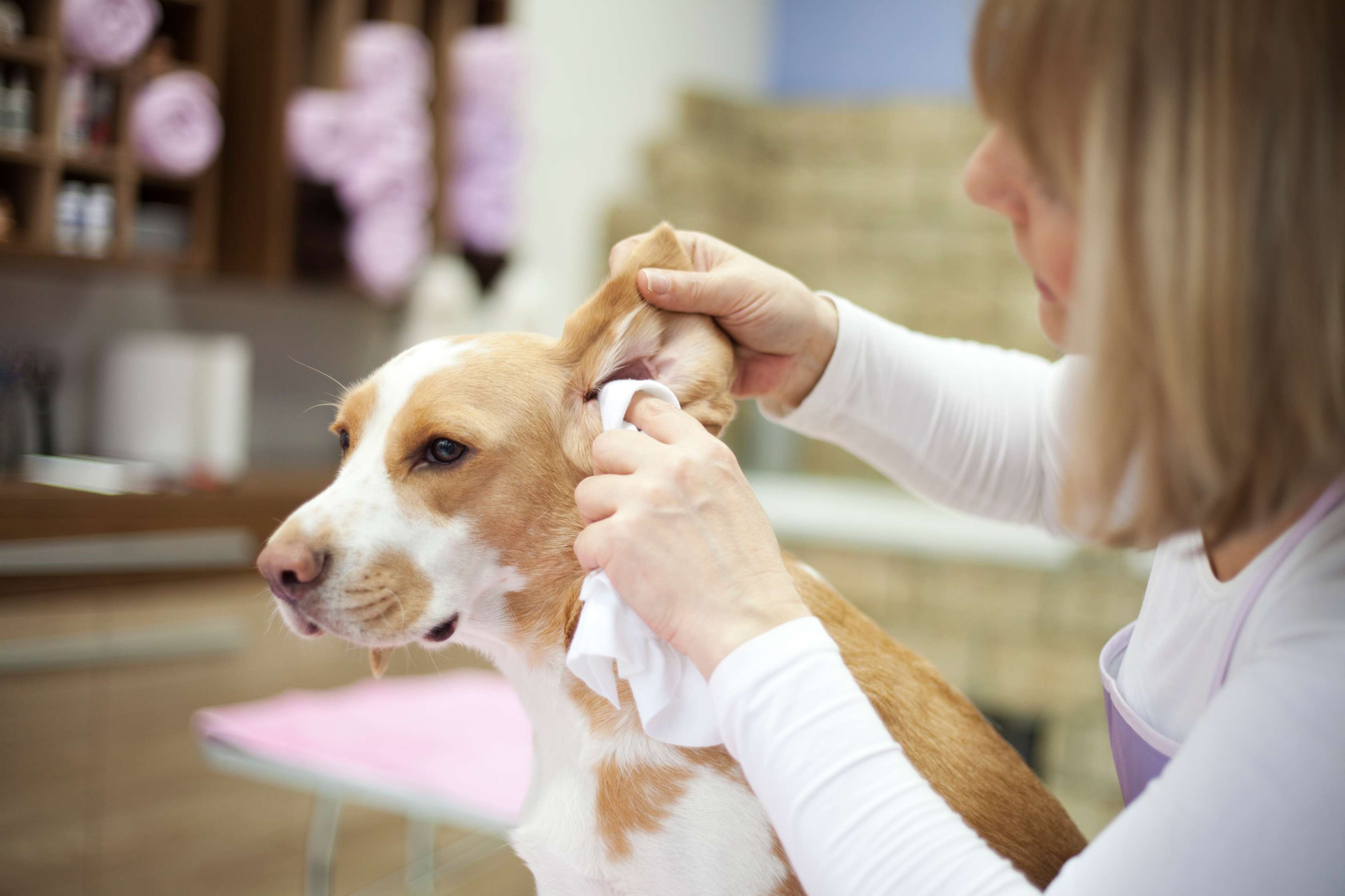Allianz - Hundepflege: Hund werden die Ohren gereinigt