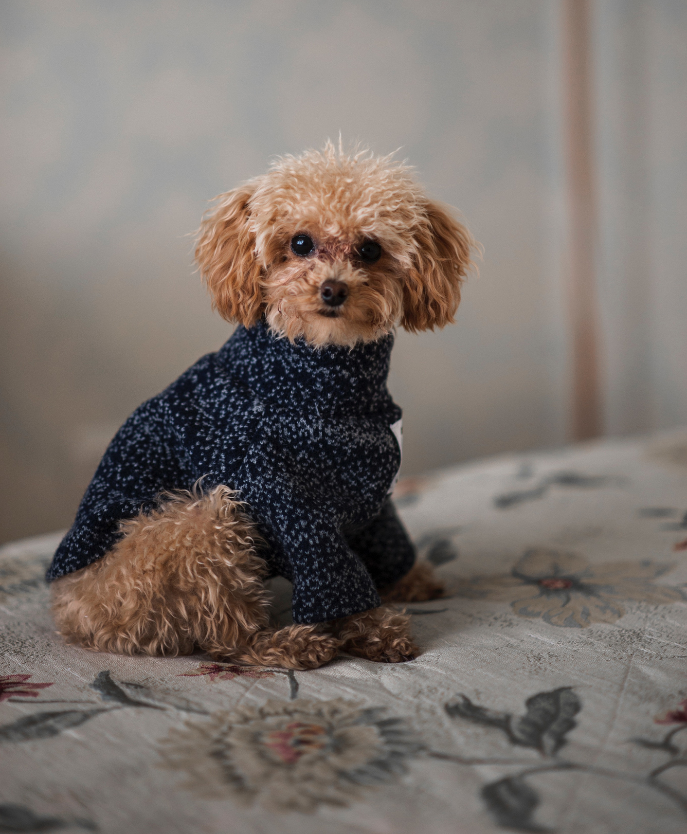 Allianz - Hundepflege: Brauner Pudel mit Pulli