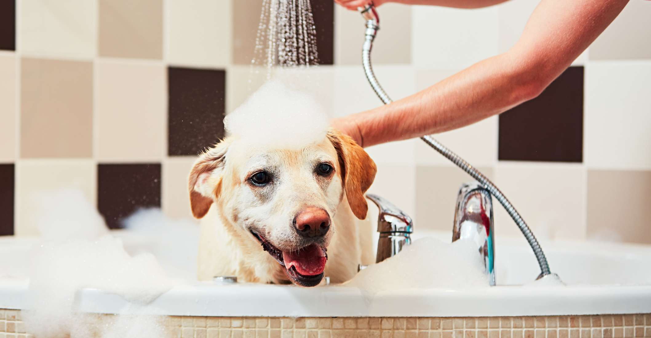 Allianz - Hundekrankenversicherung - Hundepflege: Beiger Labrador in einer Badewanne