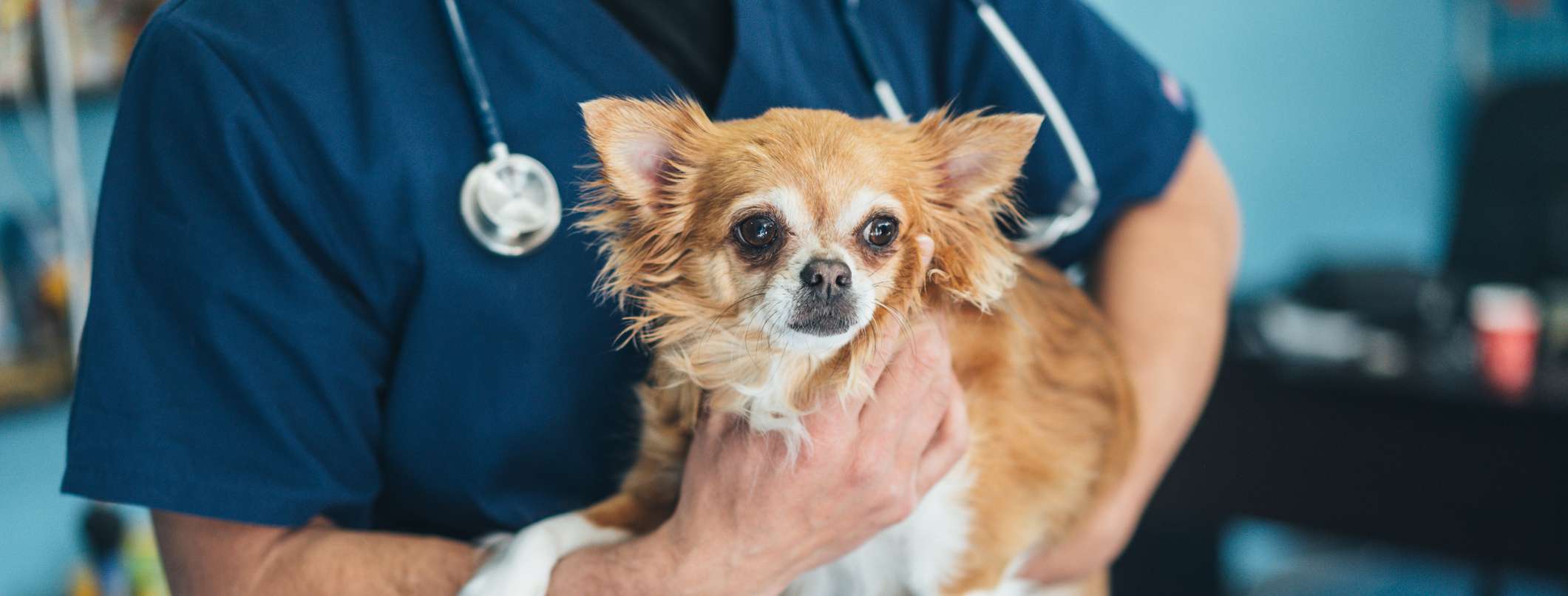 Ein Tierarzt hält einen braunen langhaar Chihuahua im Arm