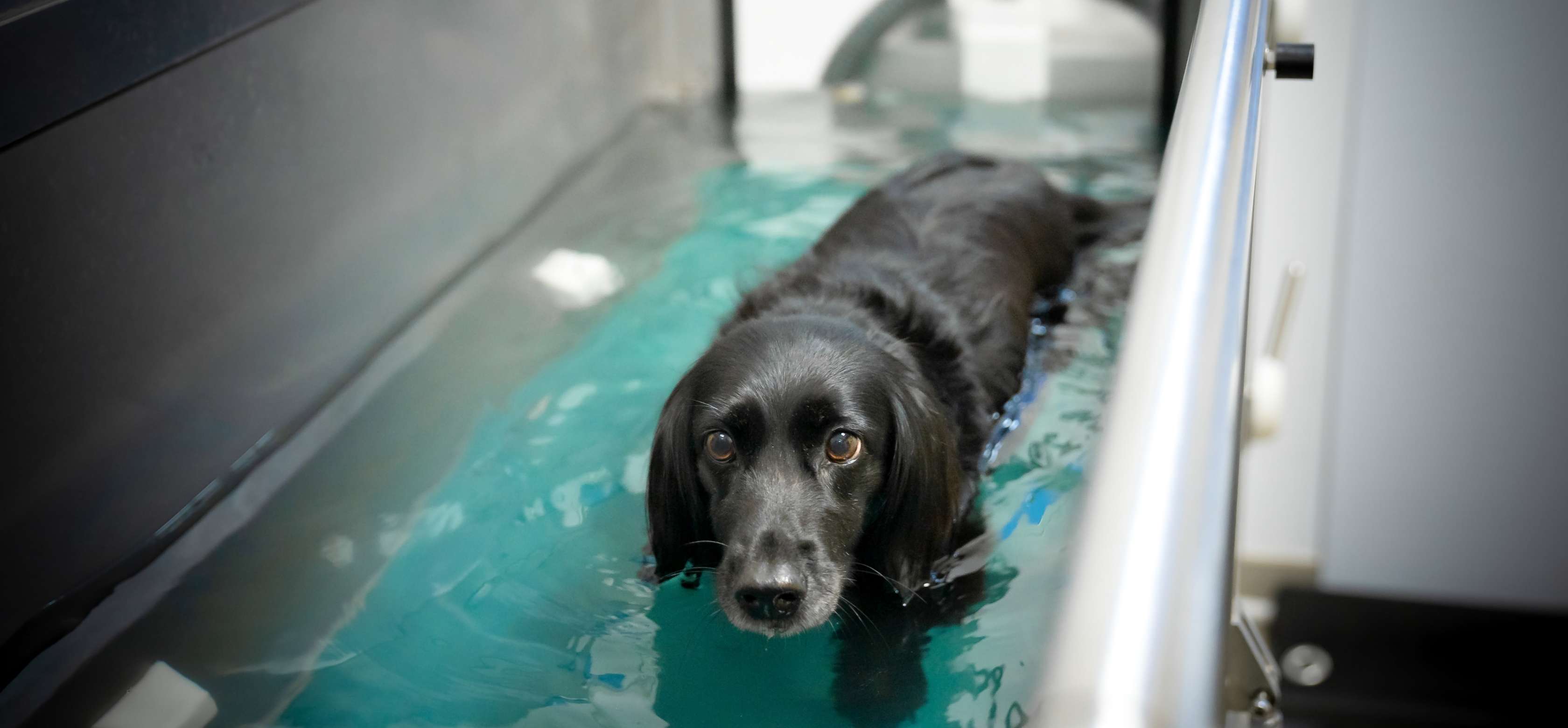 Ein schwarzer Hund bekommt eine Physiotherapie im Schwimmbecken