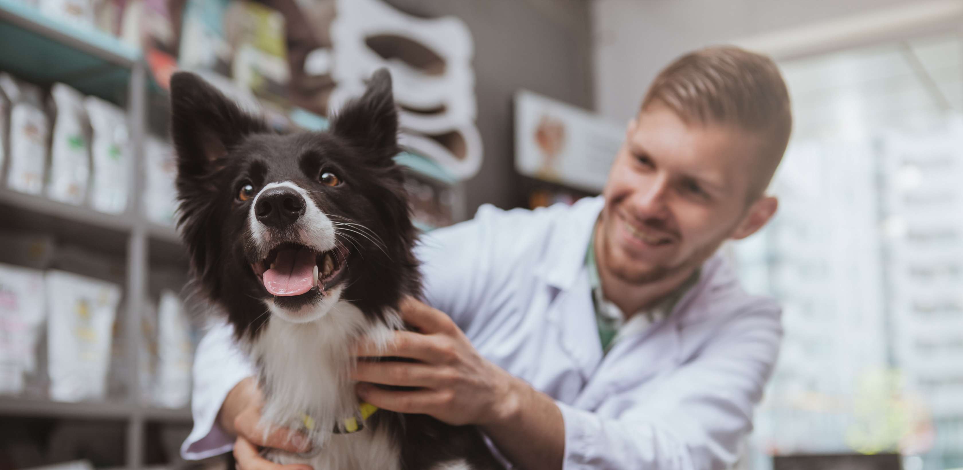 Tierarztkosten Hund-Tabelle: Hund beim Tierarzt in Behandlung