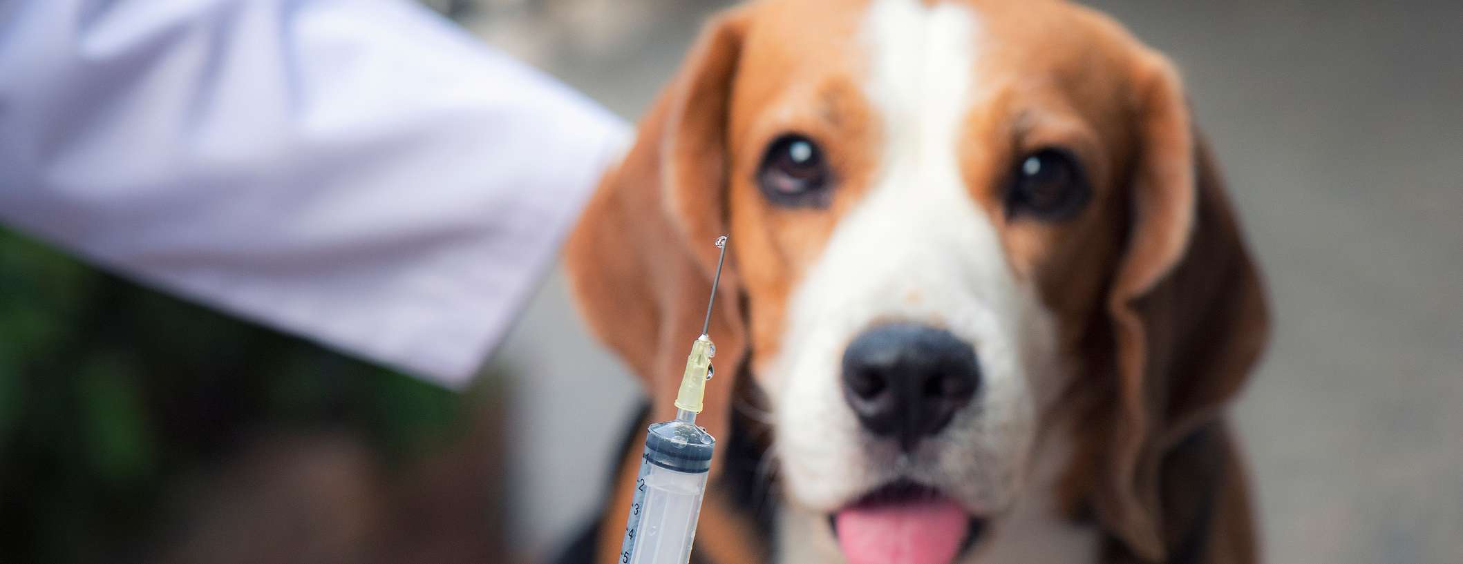 Allianz - Hund Tollwutimpfung: Hund visiert Spritze an