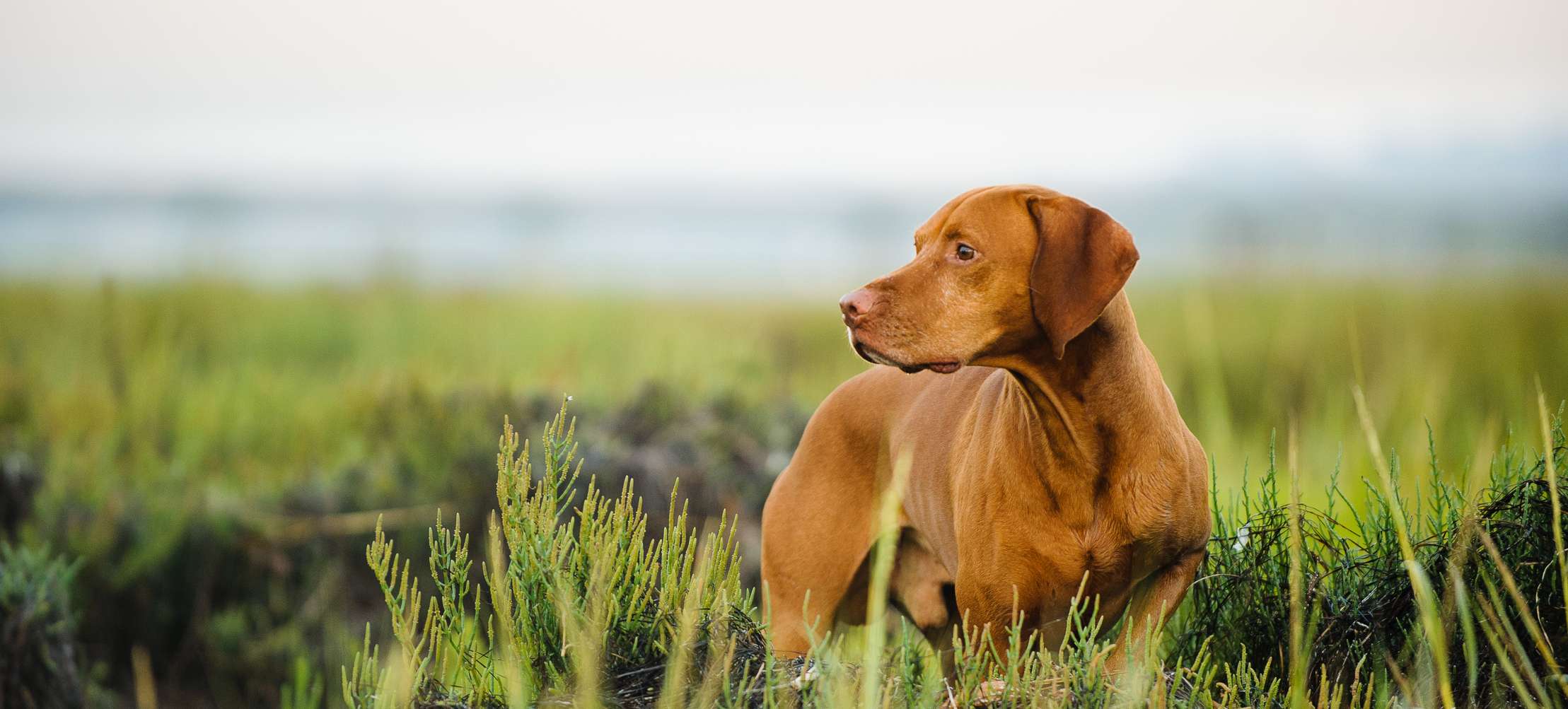Allianz - Hund Tollwutimpfung: Jagdhund im Feld