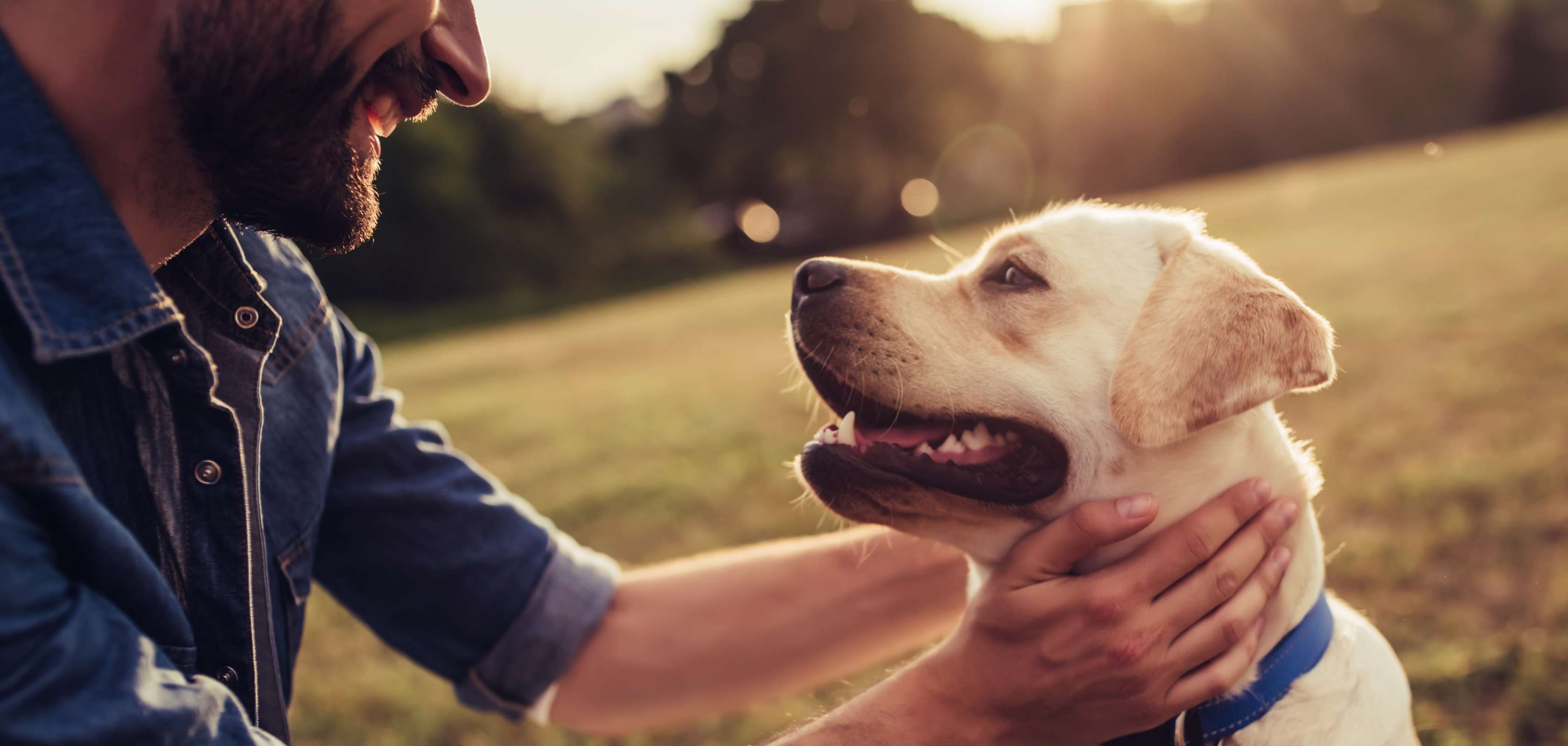 Allianz - Hundekrankenversicherung - Tollwutimpfung: Beiger Labrodor wird von Herrchen am Kopf gestreichelt
