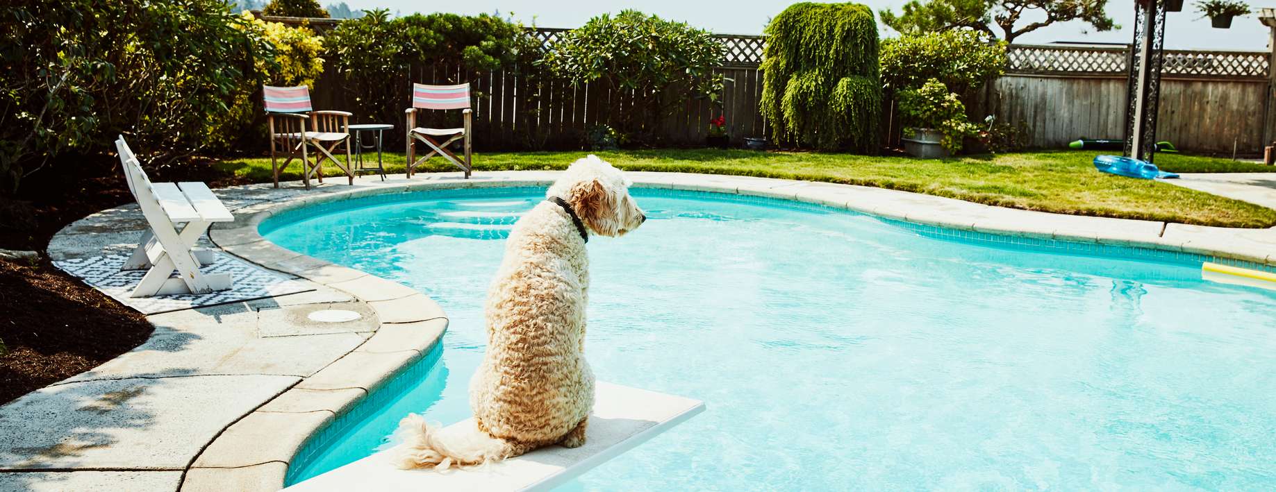 Hund sitzt auf Sprungbrett am Pool und schaut in die Ferne