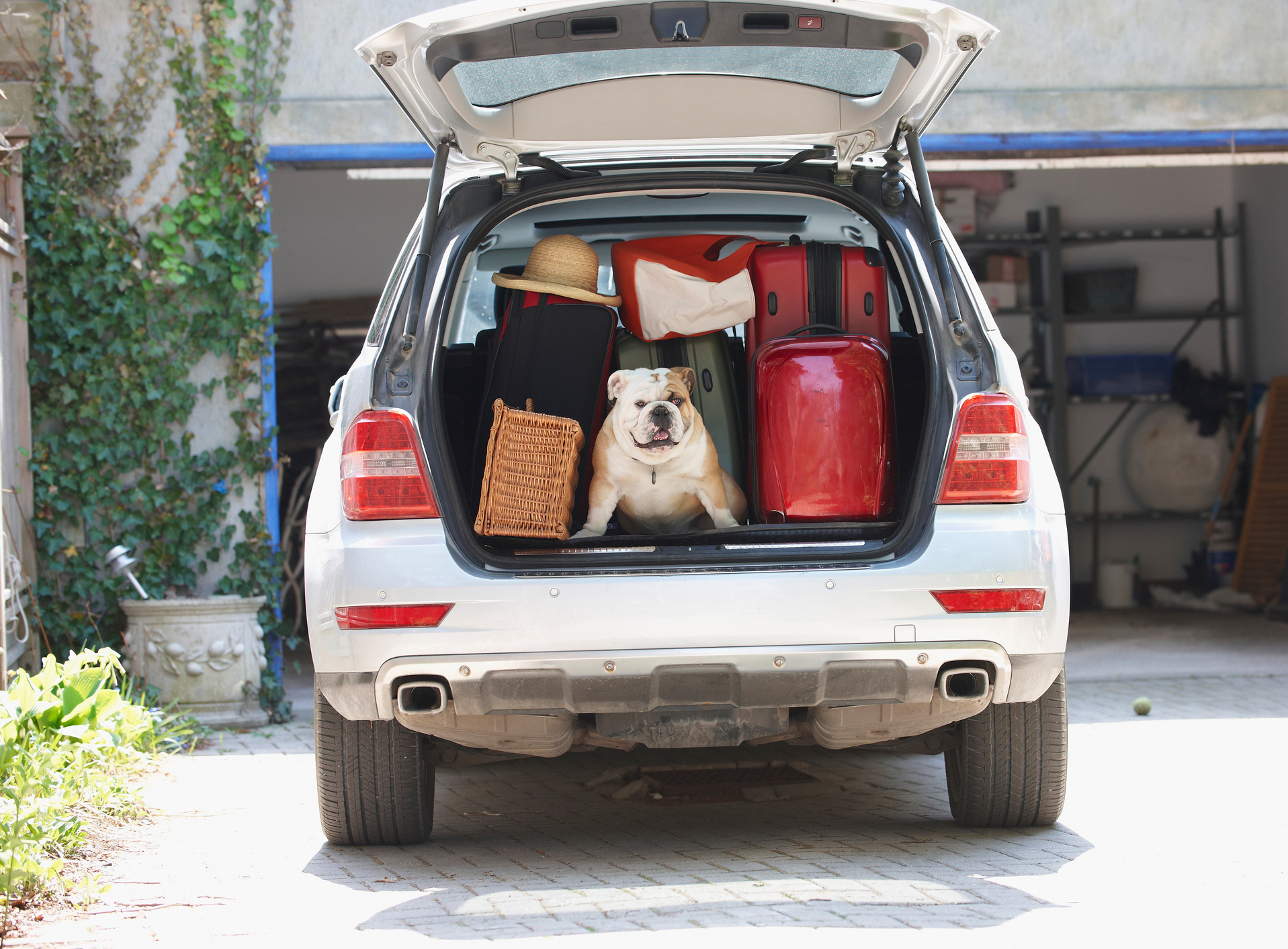 Allianz - Urlaub mit Hund: Hund sitzt zwischen Koffern im Kofferraum