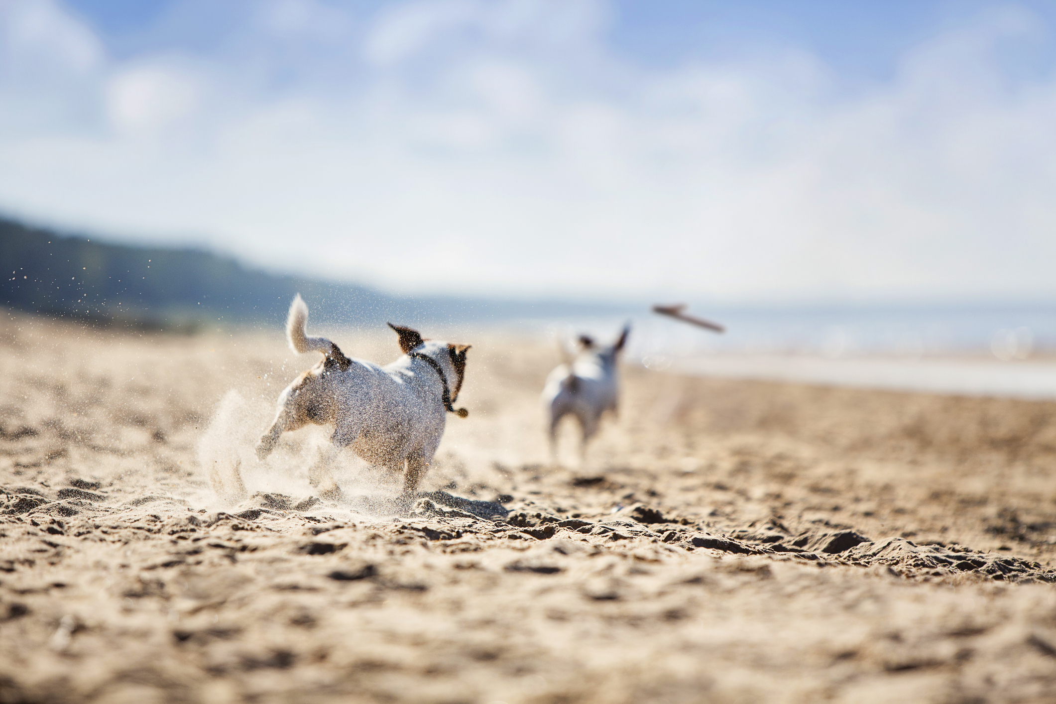 Zwei Hunde toben am Strand