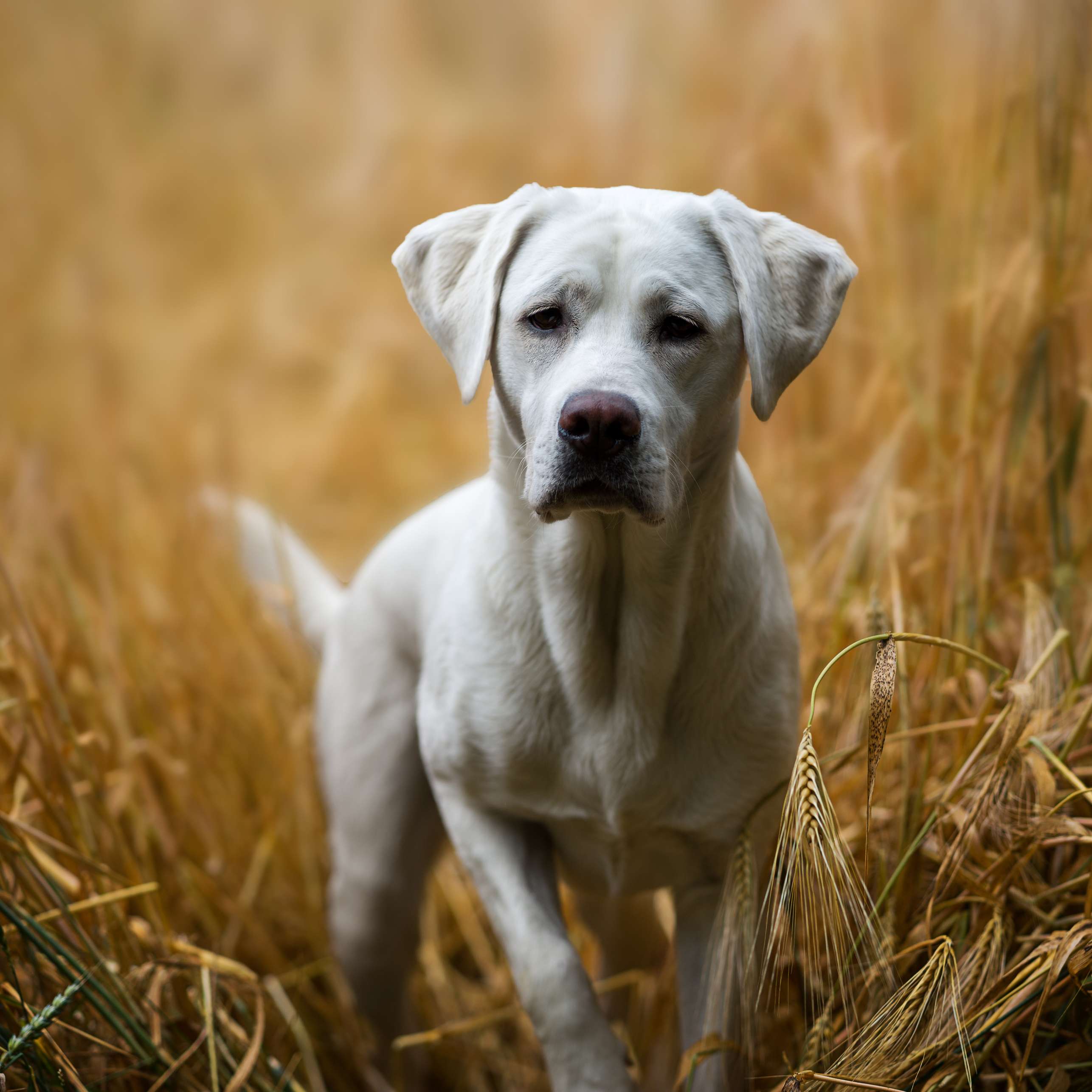 Allianz - Lebenserwartung Hund: Hund im Getreidefeld