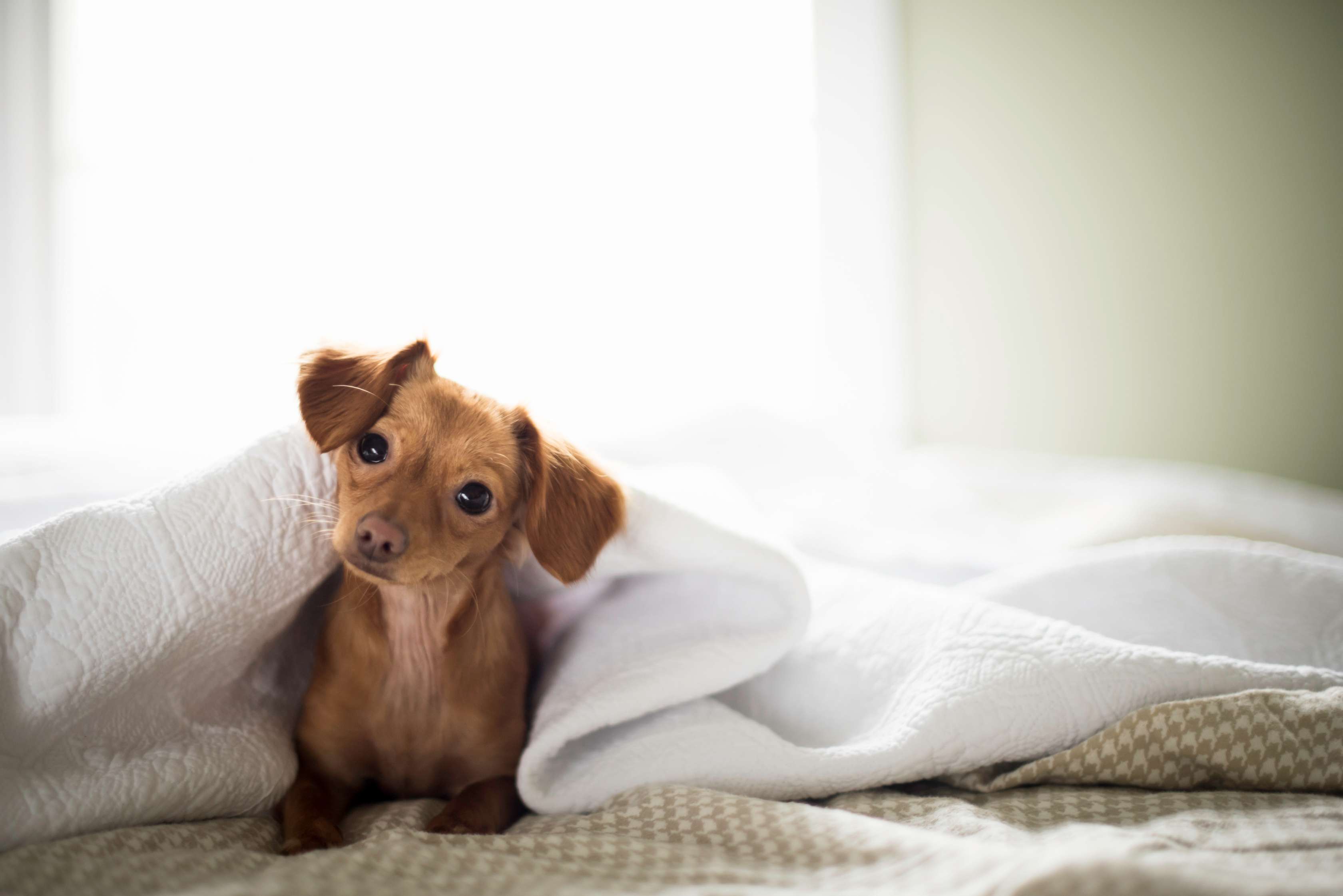 Allianz - Hundehaltung: Kleiner Hund sitzt im Bett unter der Bettdecke.